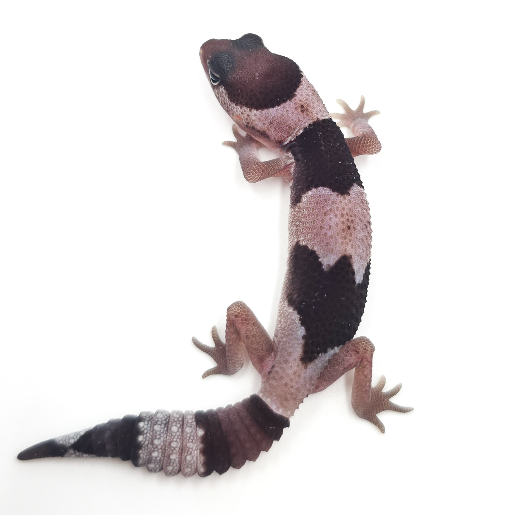 ニシアフリカトカゲモドキ¥オレオ