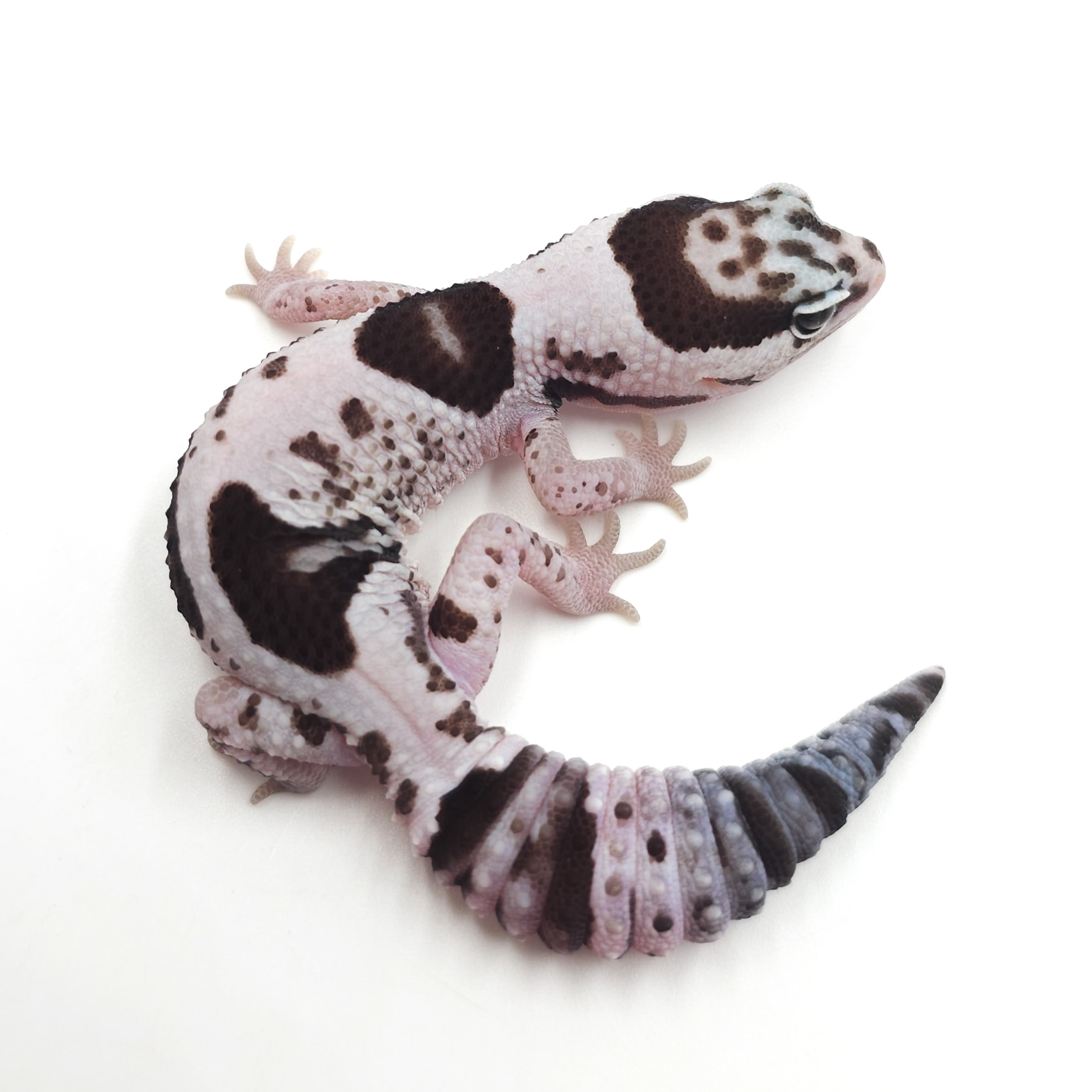 ニシアフリカトカゲモドキ¥ホワイトアウトオレオhetキャラメルphズールー･パティ