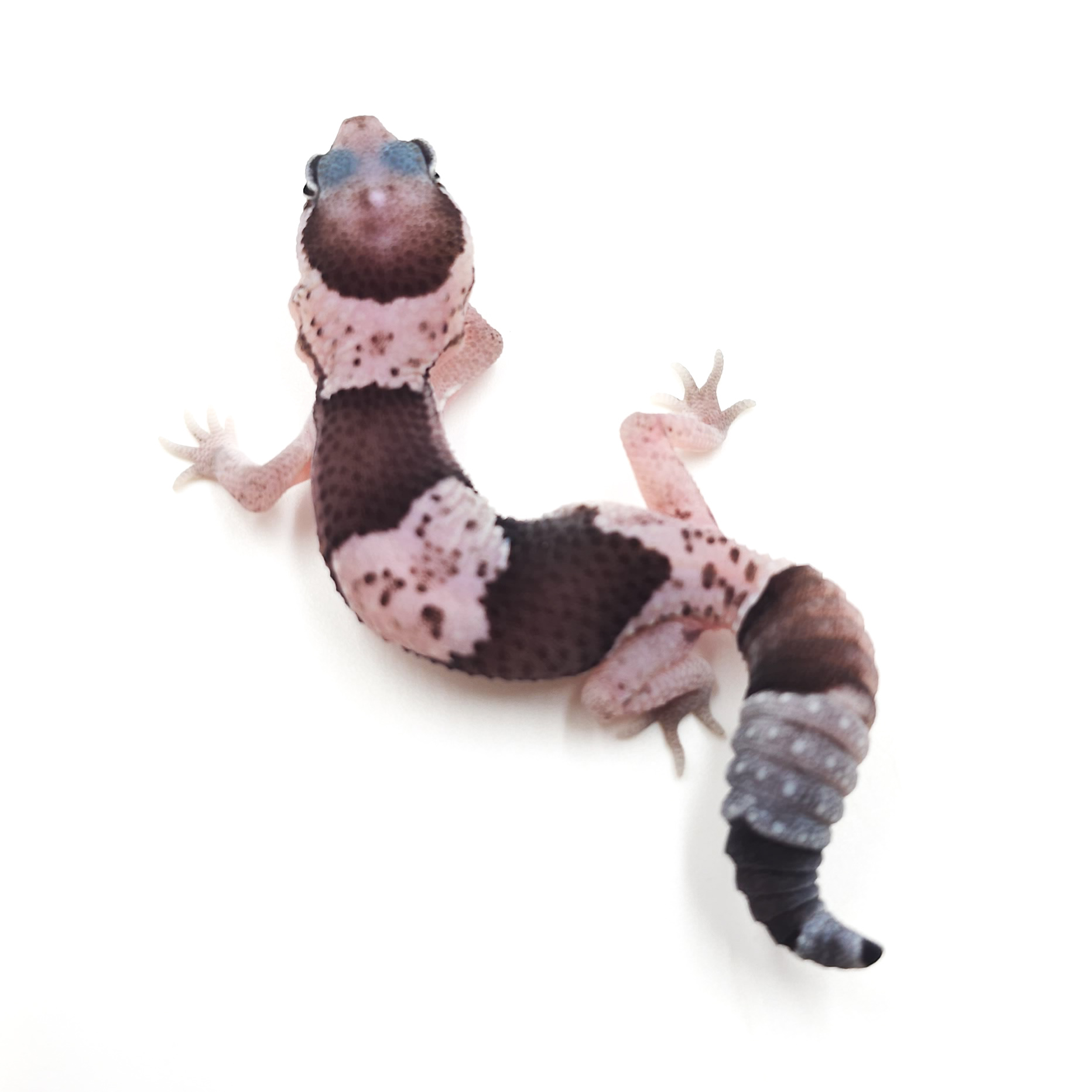 ニシアフリカトカゲモドキ¥オレオ