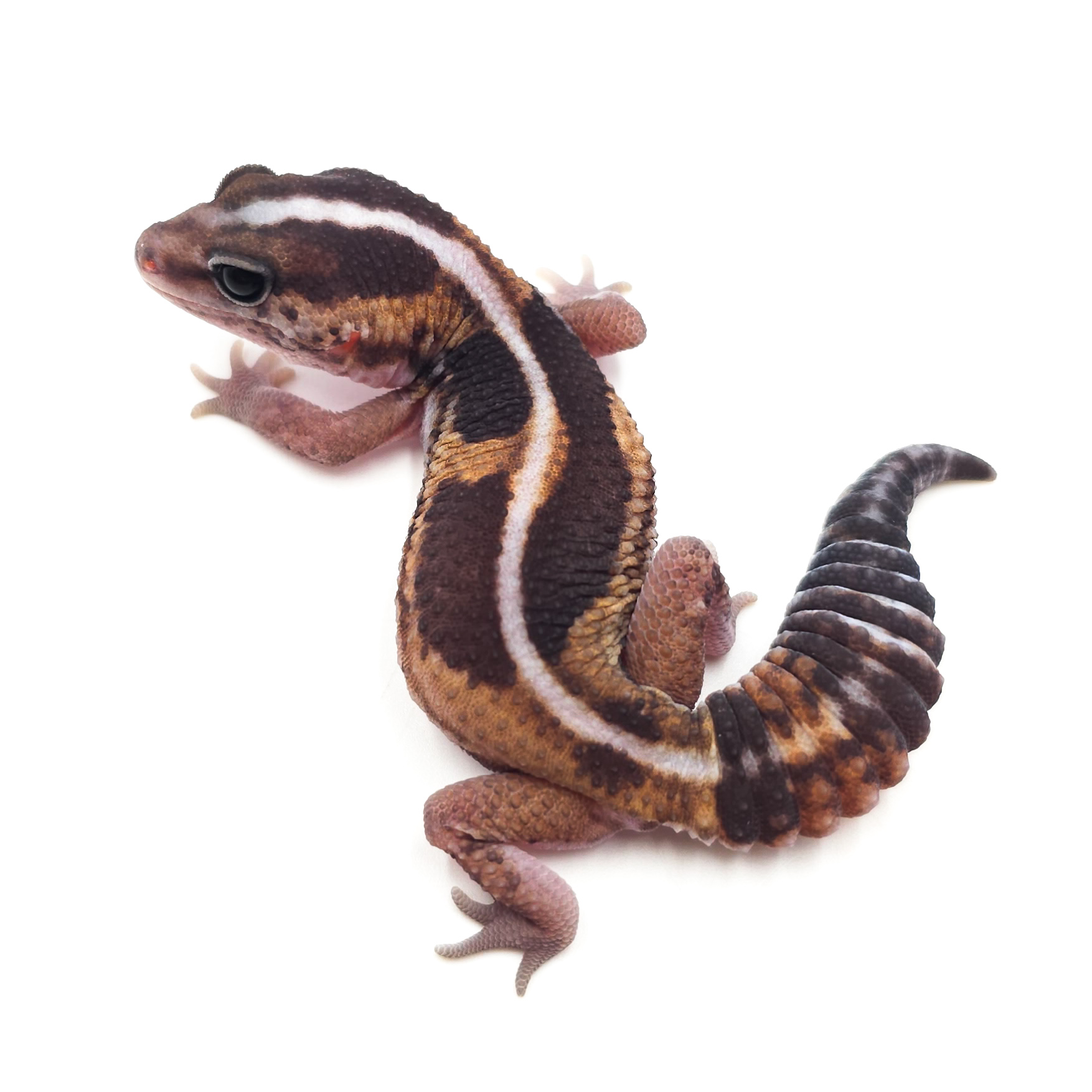 ニシアフリカトカゲモドキ¥ノーマルhetオレオパティ