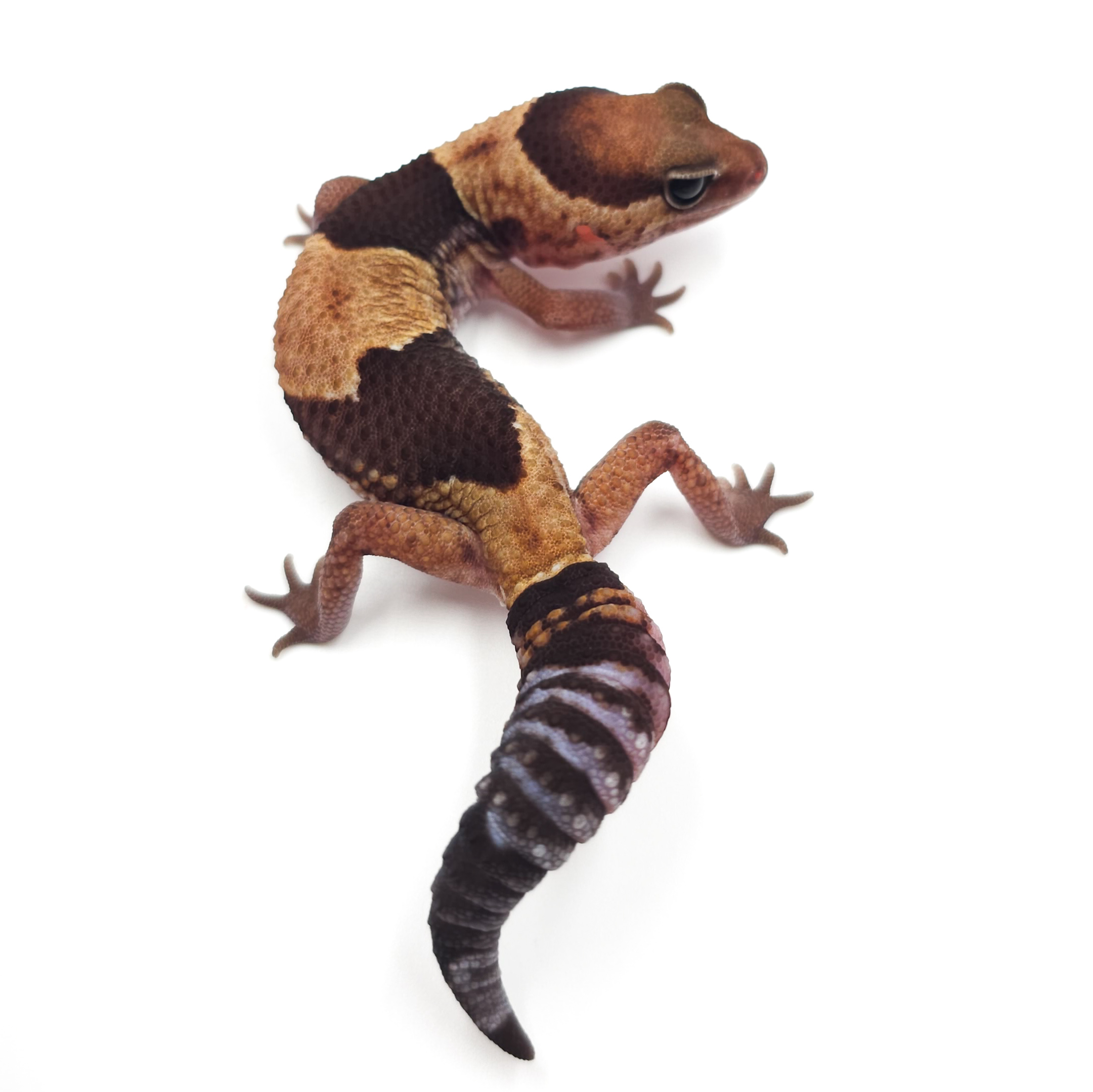 ニシアフリカトカゲモドキ¥ノーマルhetオレオズールー