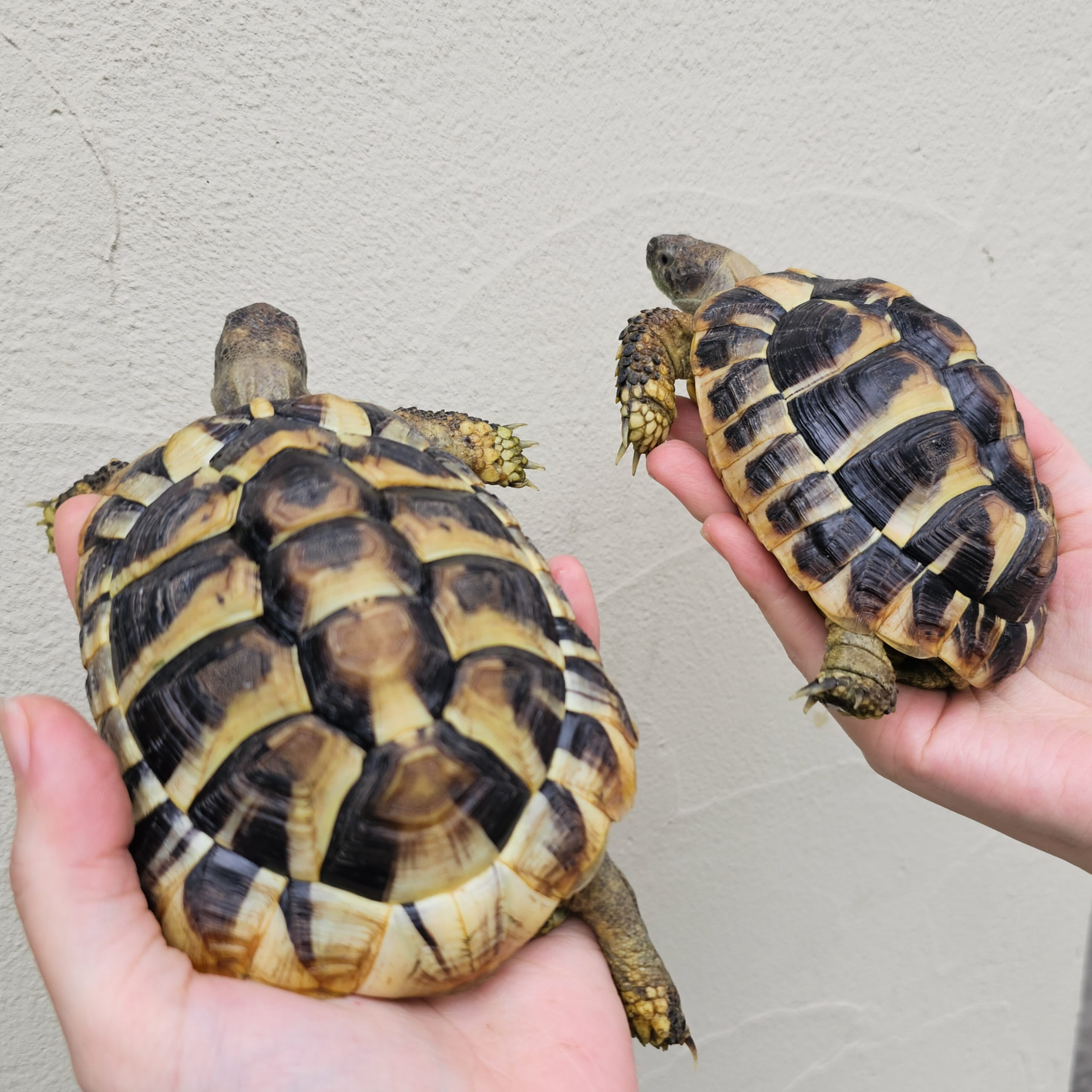 ヒガシヘルマンリクガメ