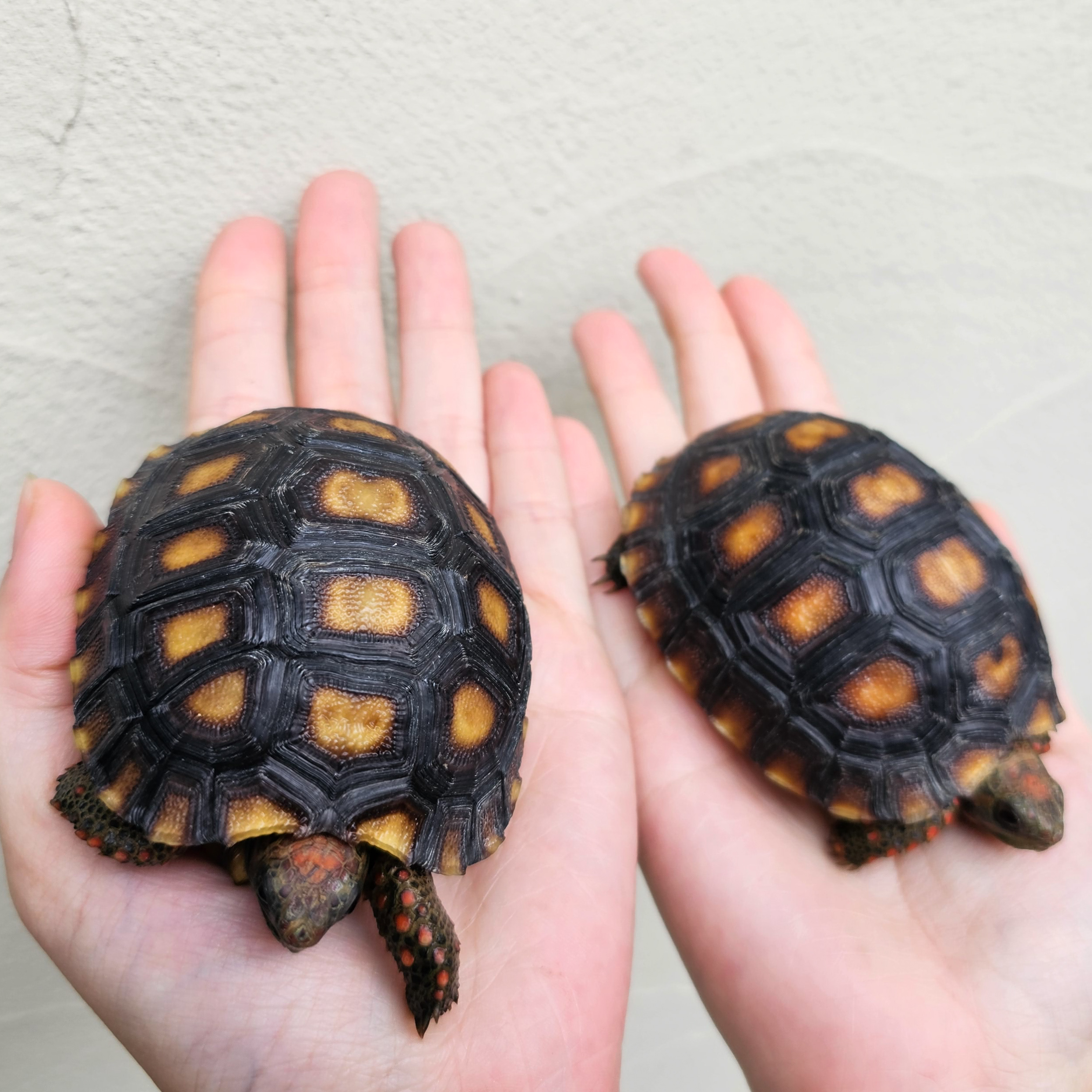 チェリーヘッド¥アカアシガメ