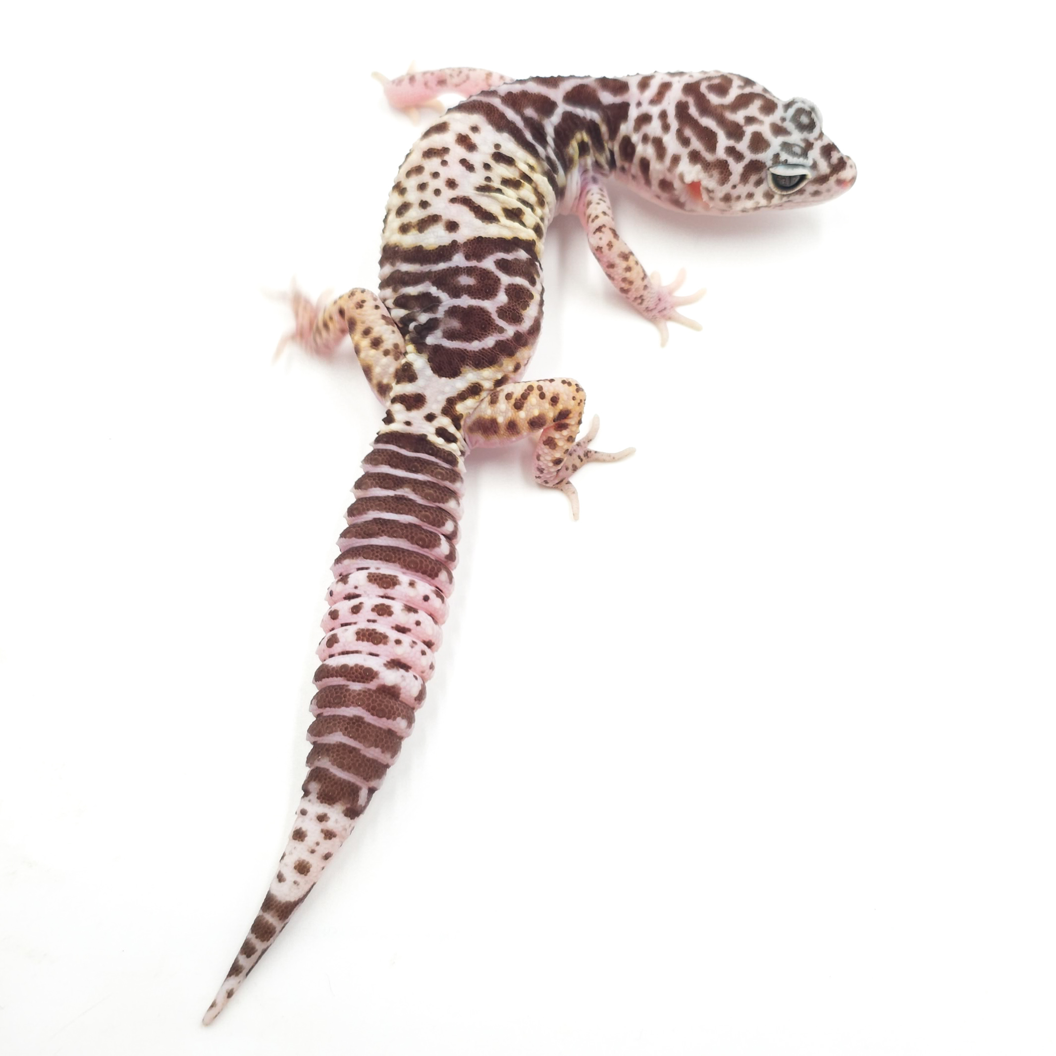 ダイオウトカゲモドキ