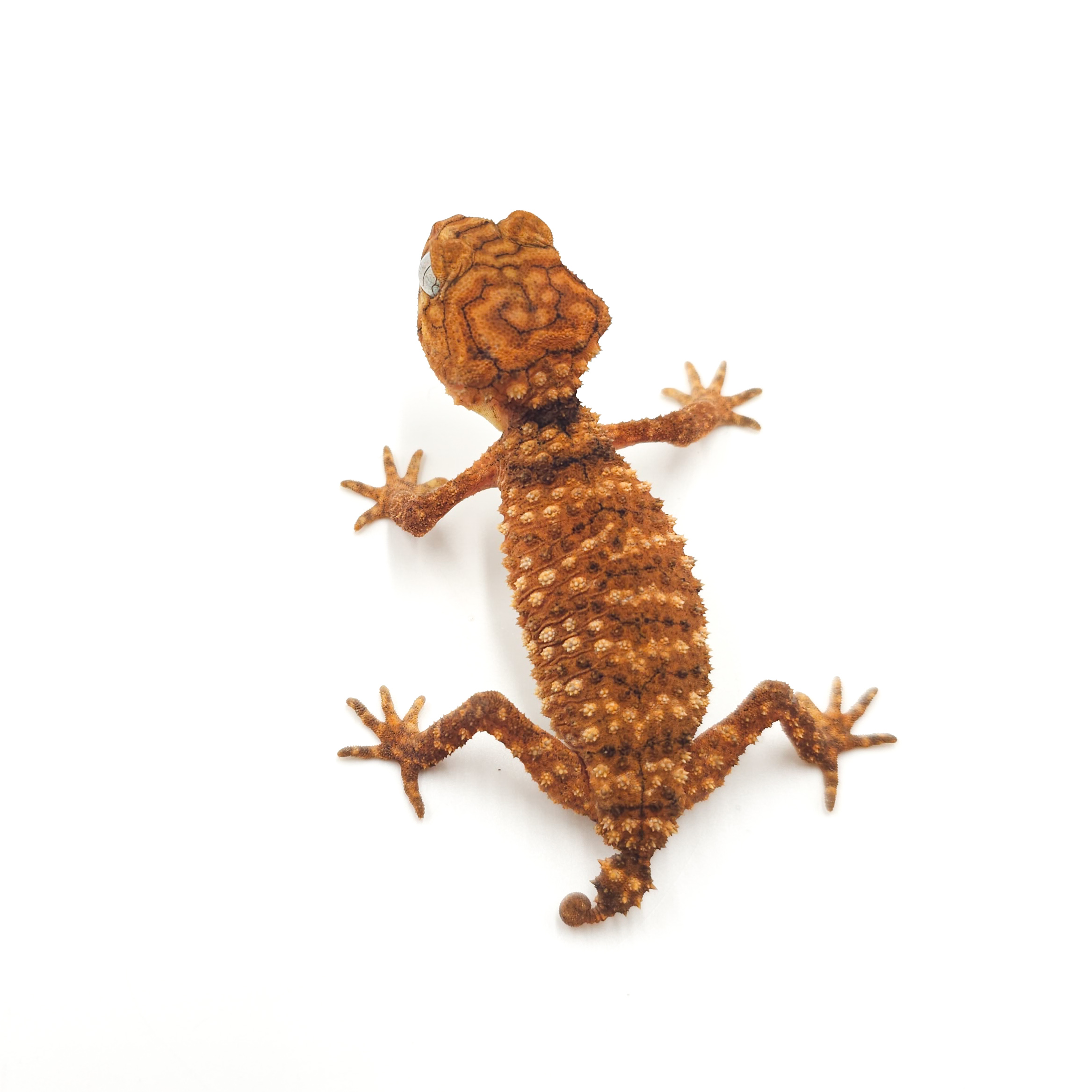 オニタマオヤモリ