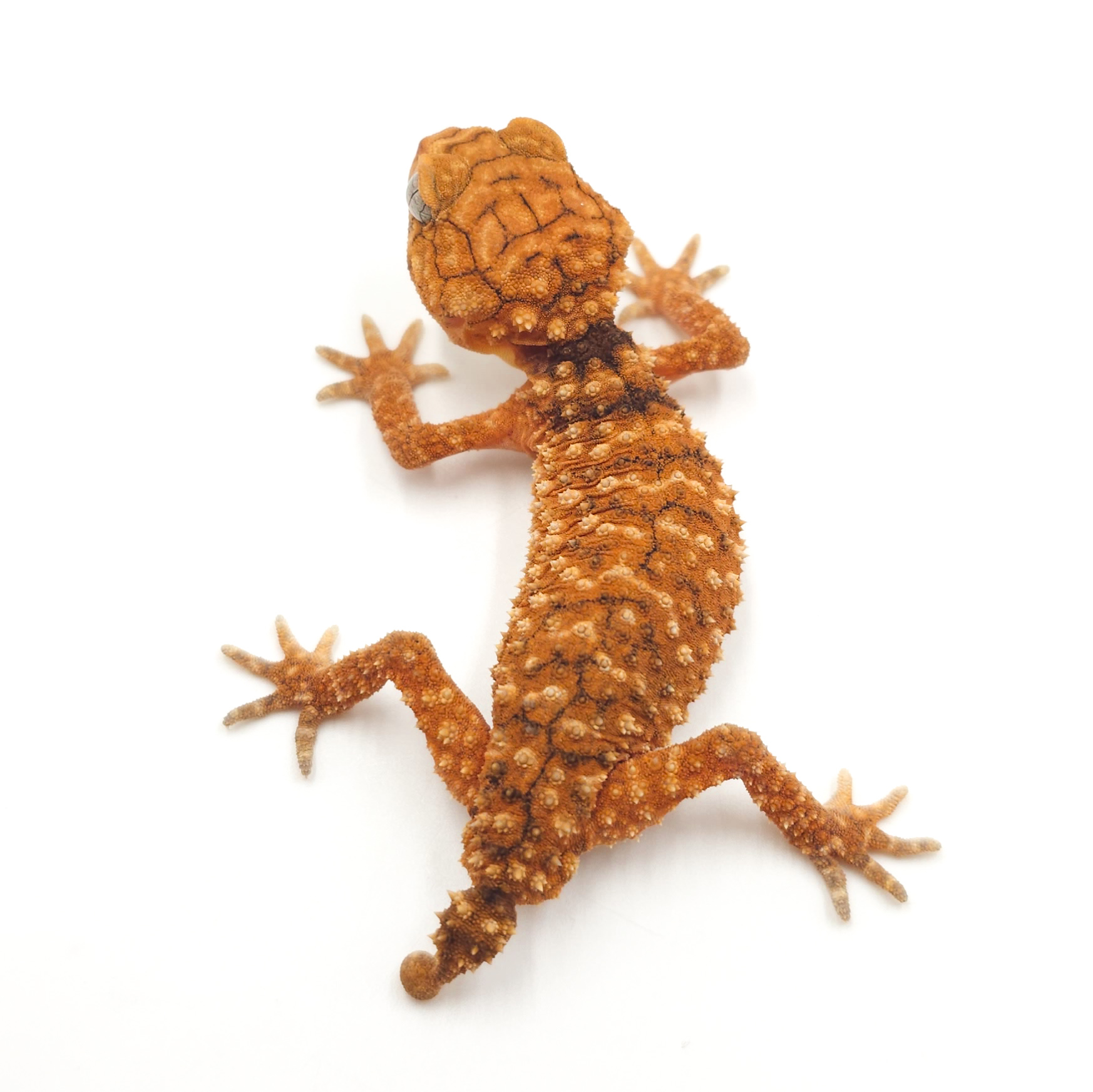 オニタマオヤモリ