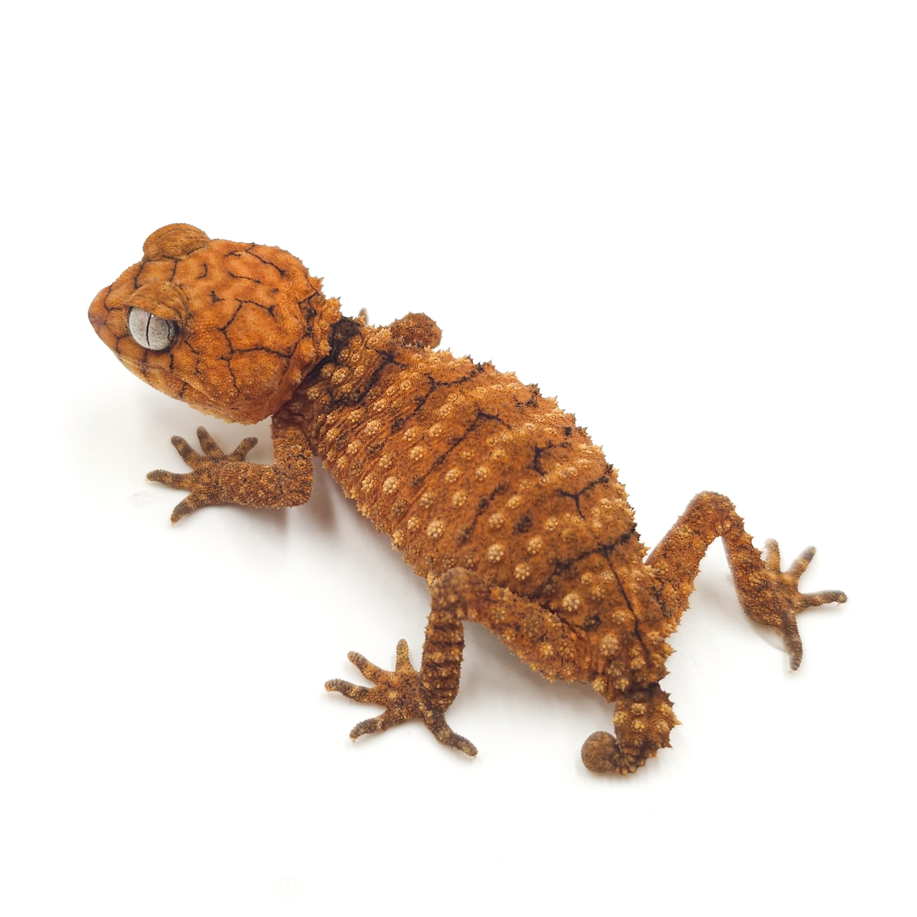 オニタマオヤモリ