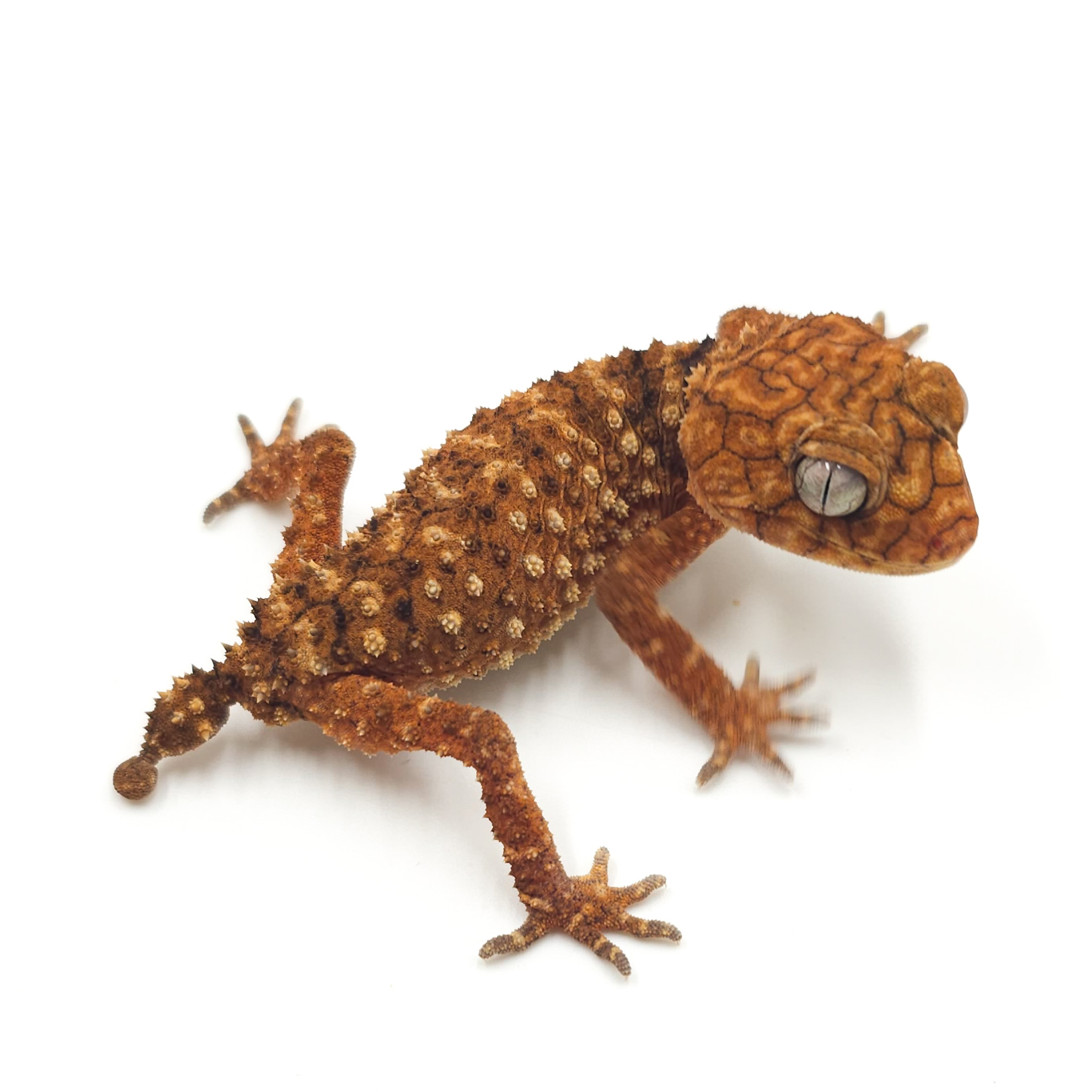 オニタマオヤモリ