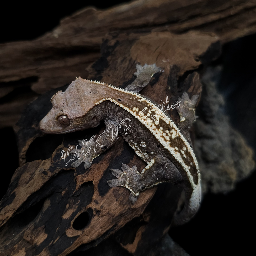 コールドアイズ　クレステッドゲッコー 15号　爬虫類 コールドアイズ クレステッドゲッコー 15号 爬虫類 爬虫類