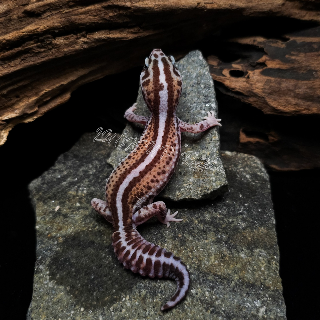 ニシアフリカトカゲモドキ¥パターンレスhetオレオphゴースト