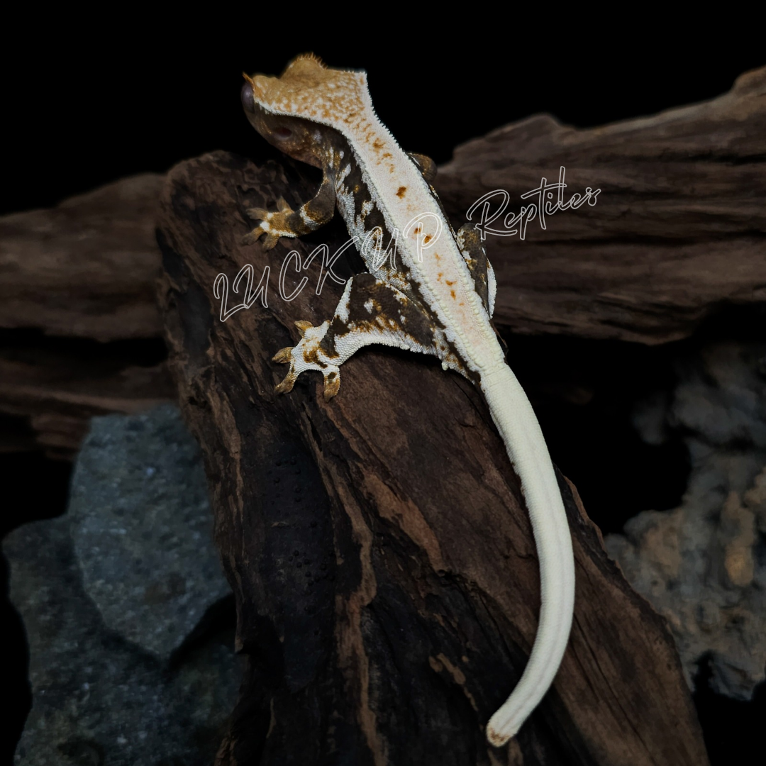 クレステッドゲッコー¥リリーホワイト