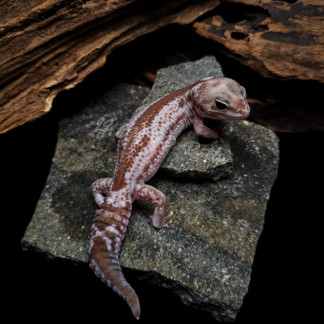 ニシアフリカトカゲモドキ¥オレオズールーphキャラメル