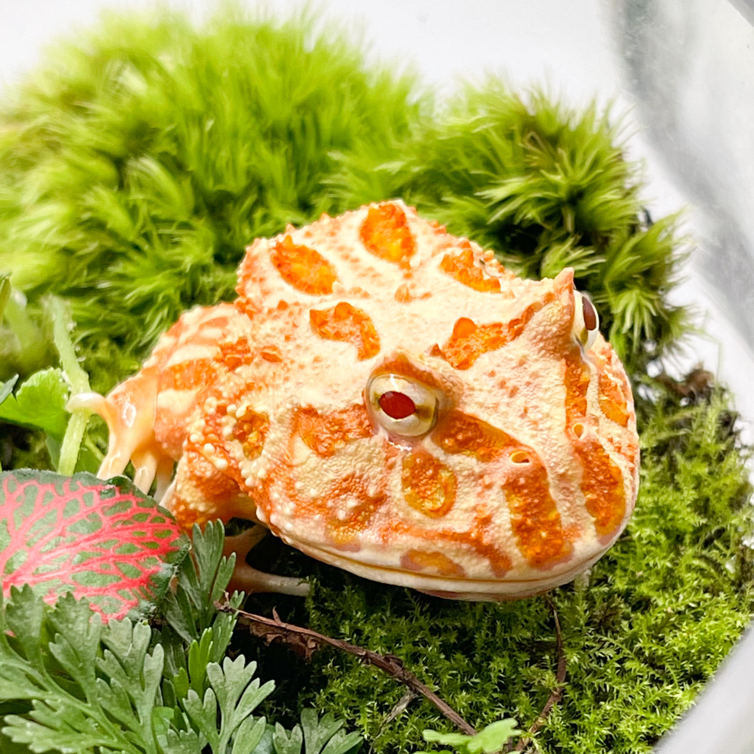 クランウェルツノガエル/アプリコット