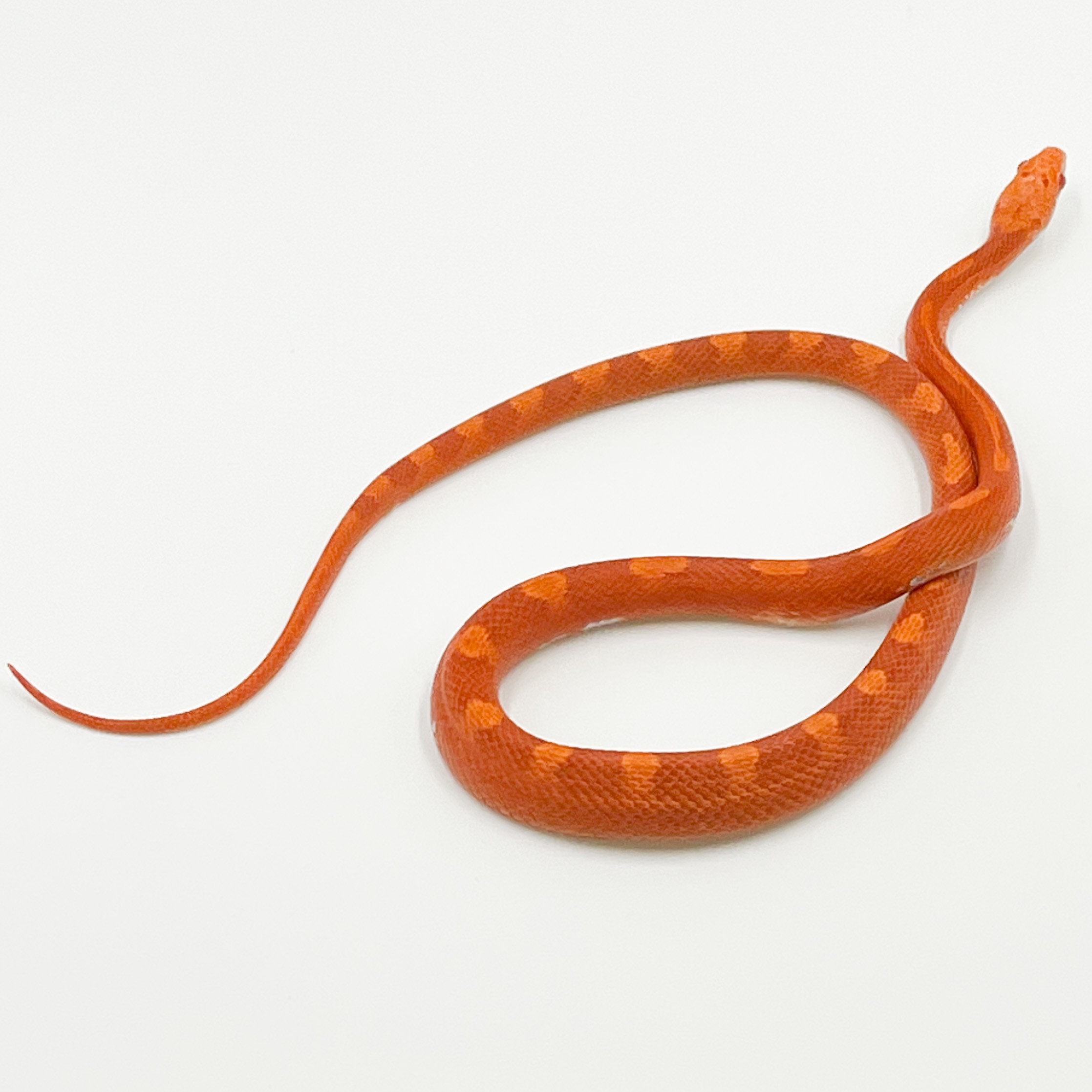 コーンスネーク¥ファイアパイドhetストライプ･ハイポ50%hetアネリ