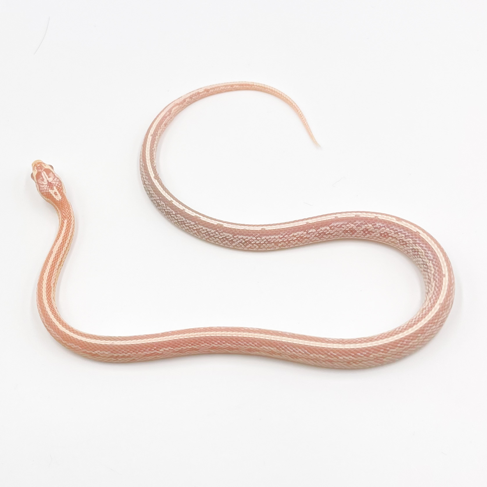 コーンスネーク¥スノーテッセラ