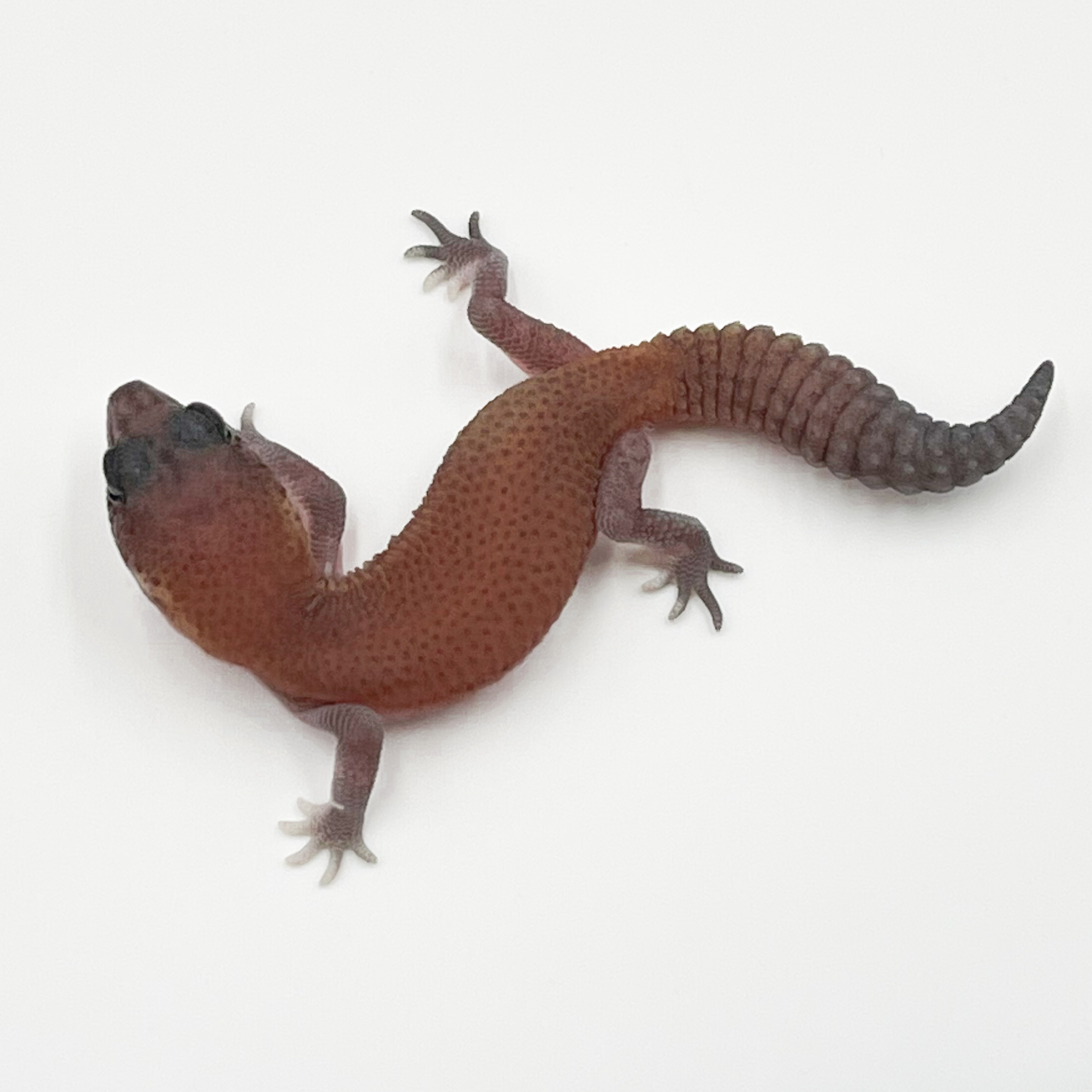 ニシアフリカトカゲモドキ¥パターンレスhetゴースト