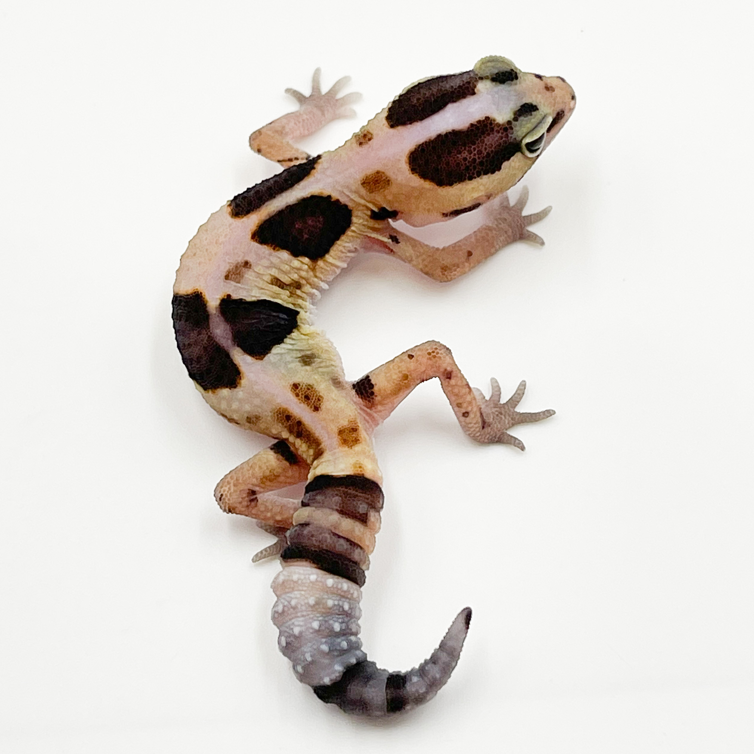 ニシアフリカトカゲモドキ¥ホワイトアウトhetオレオ