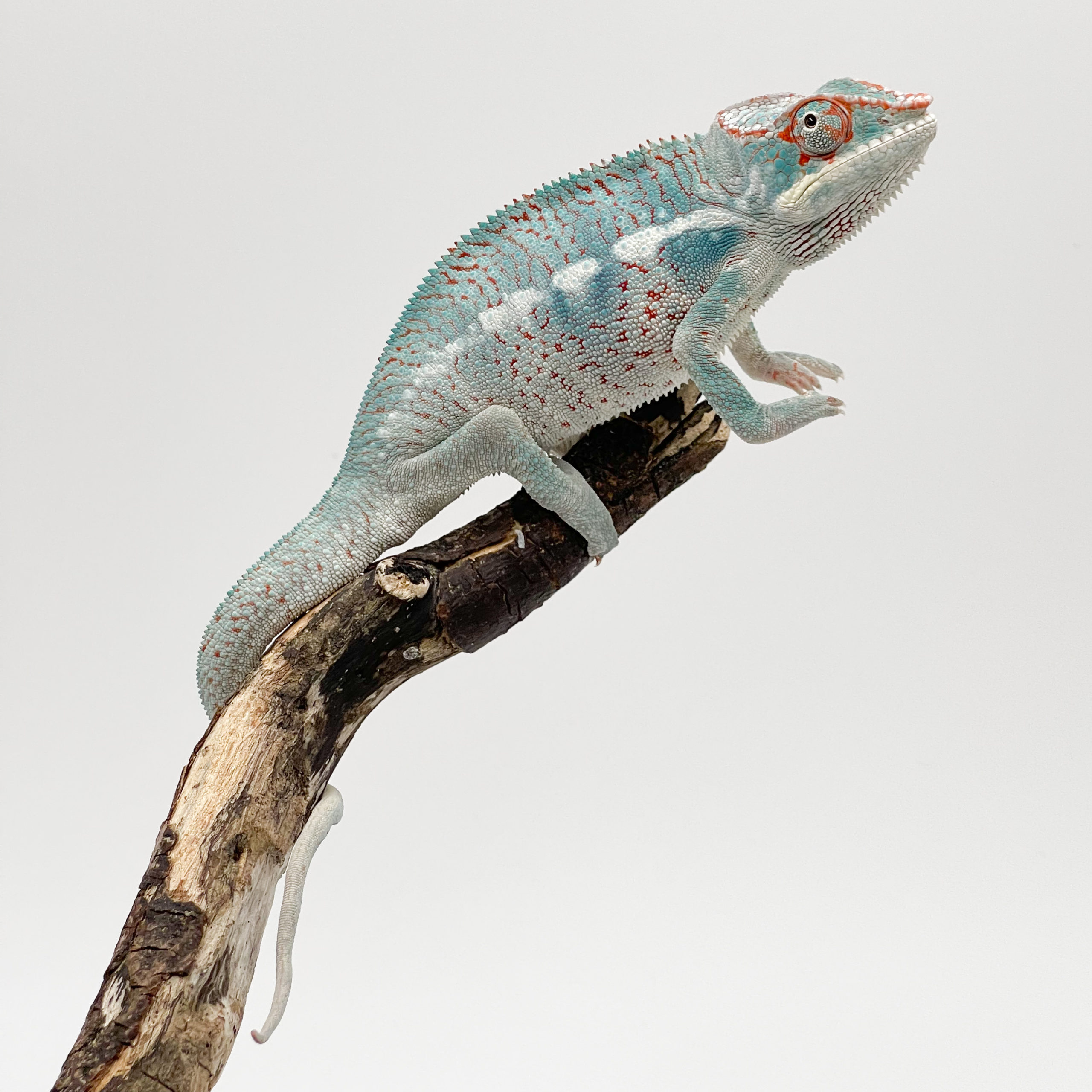 パンサーカメレオン¥ノシベブルー