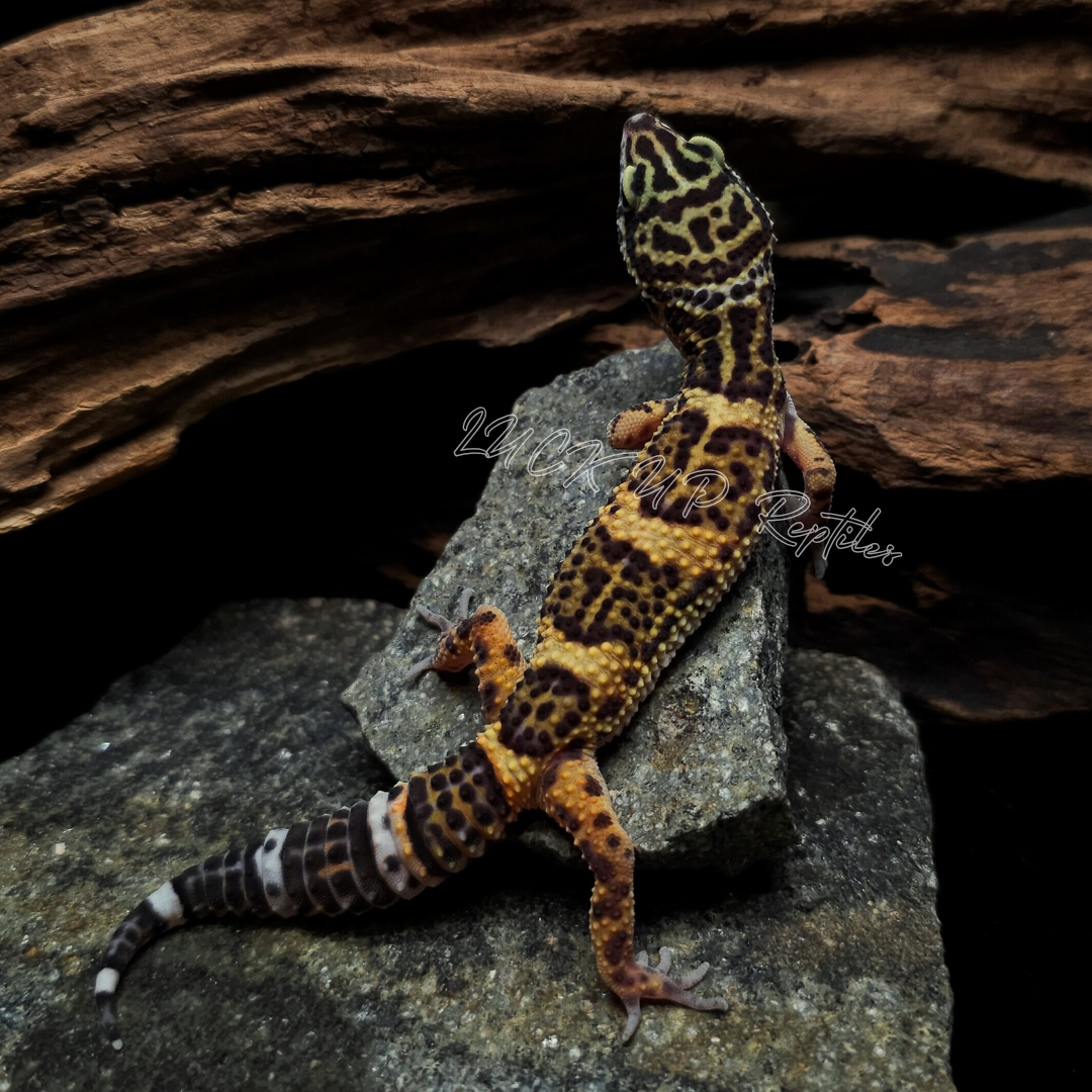 ヒョウモントカゲモドキ¥ブラックナイトクロス