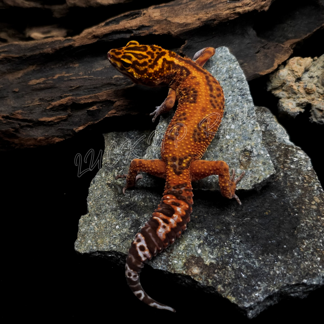 ヒョウモントカゲモドキ¥スーパートレンパーアルビノ