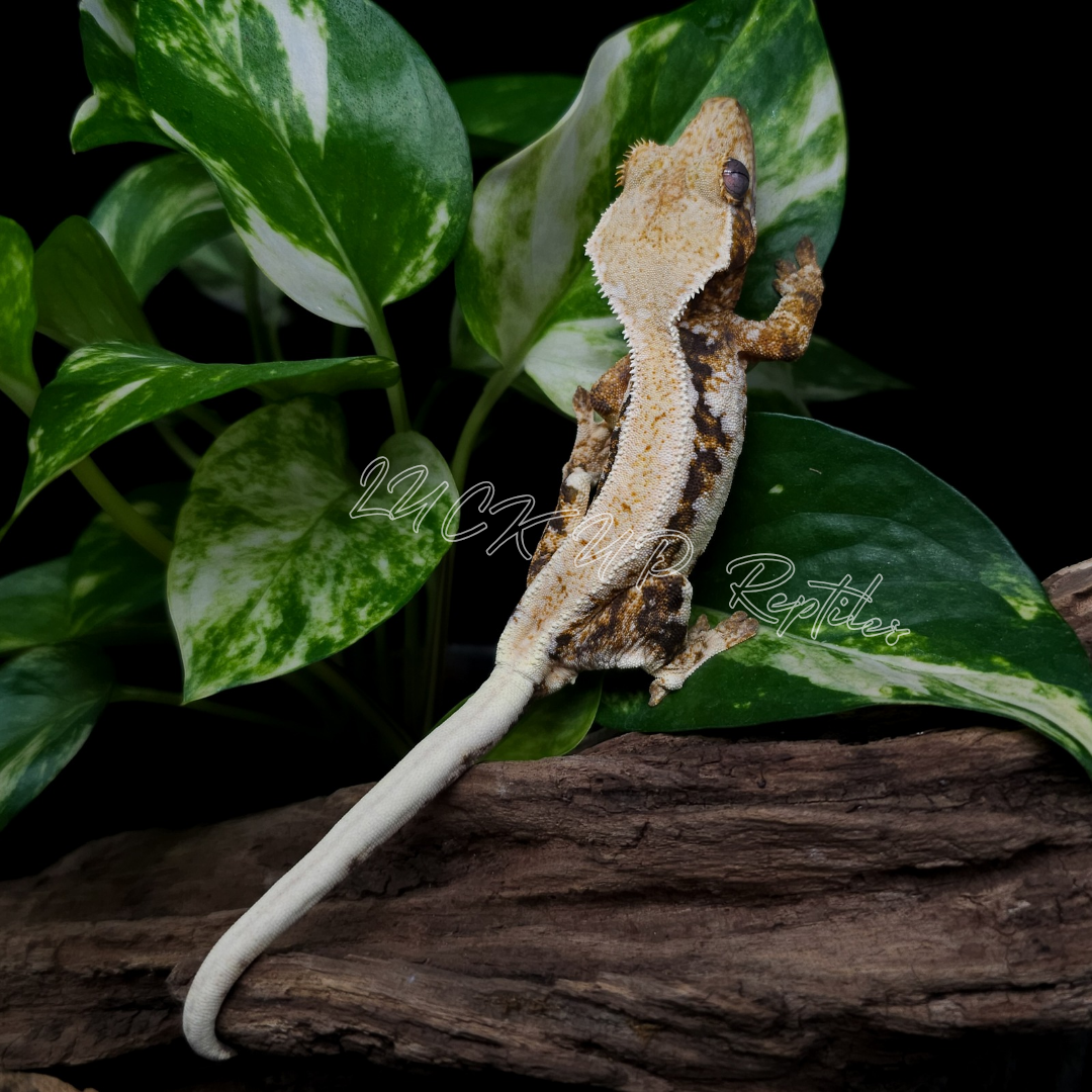 クレステッドゲッコー¥リリーホワイト
