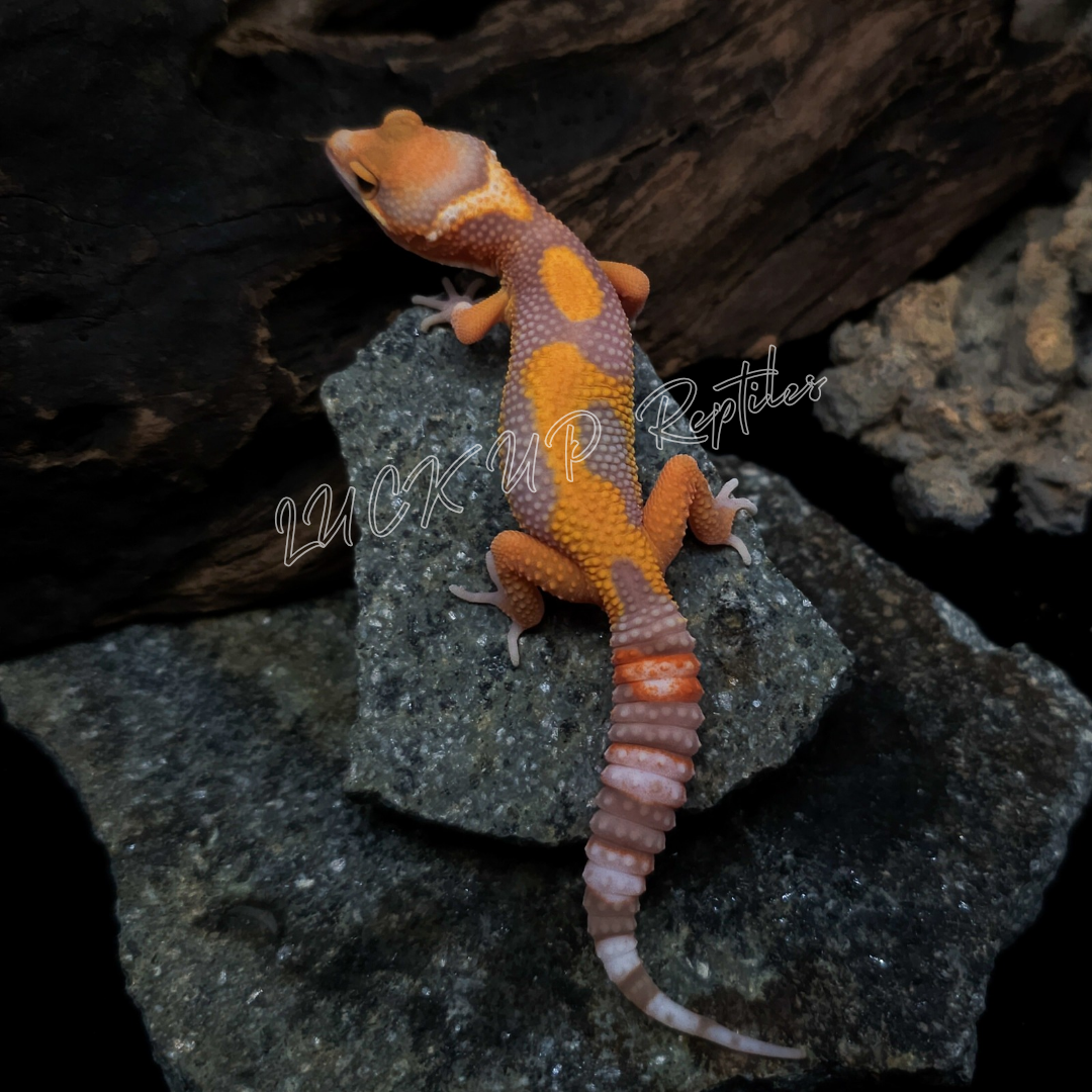 ヒョウモントカゲモドキ¥タンジェリンレインhetブルーアンバーアイ