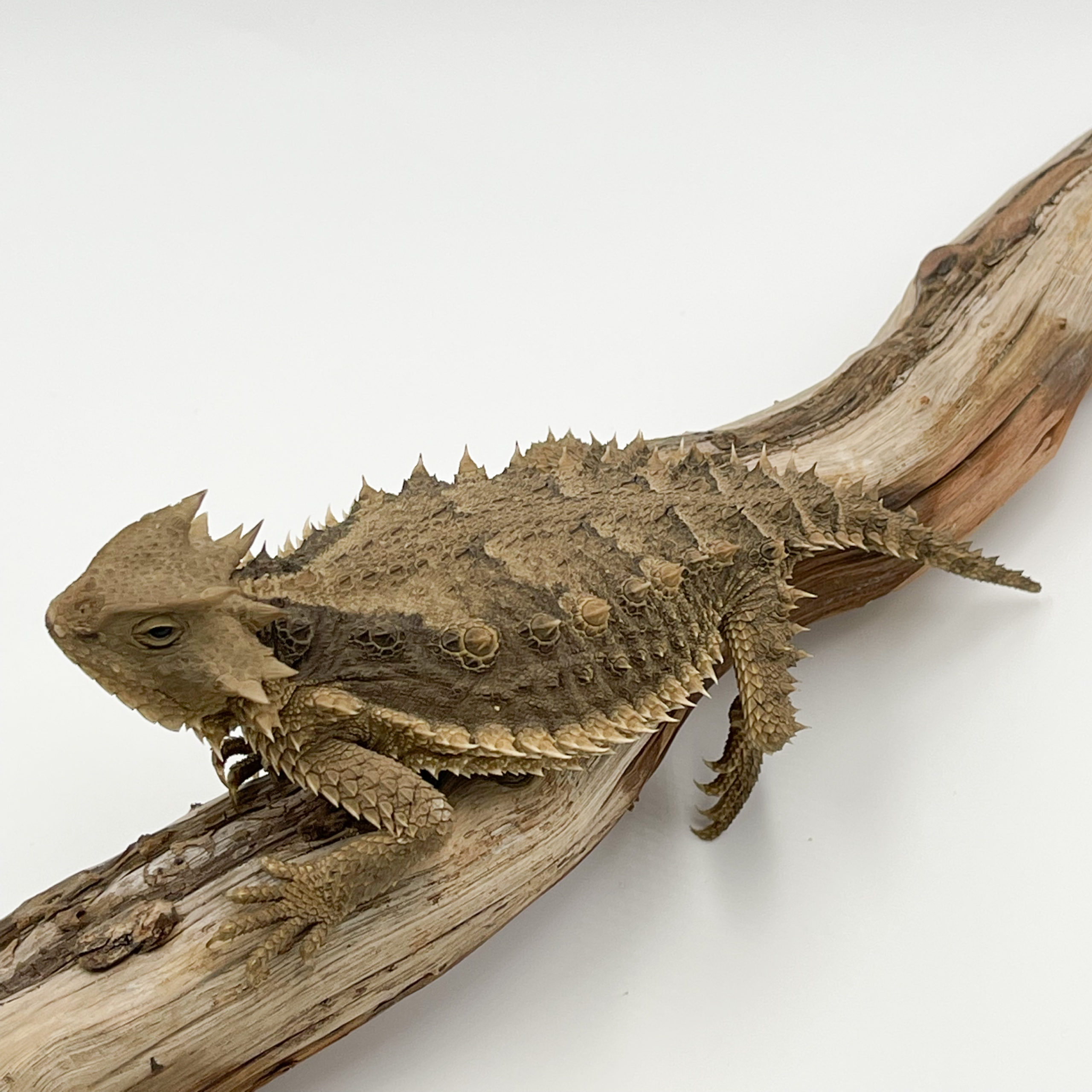 コリーマオオツノトカゲ