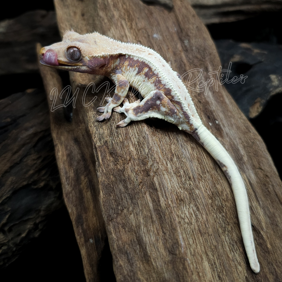 クレステッドゲッコー¥レッドリリーホワイト