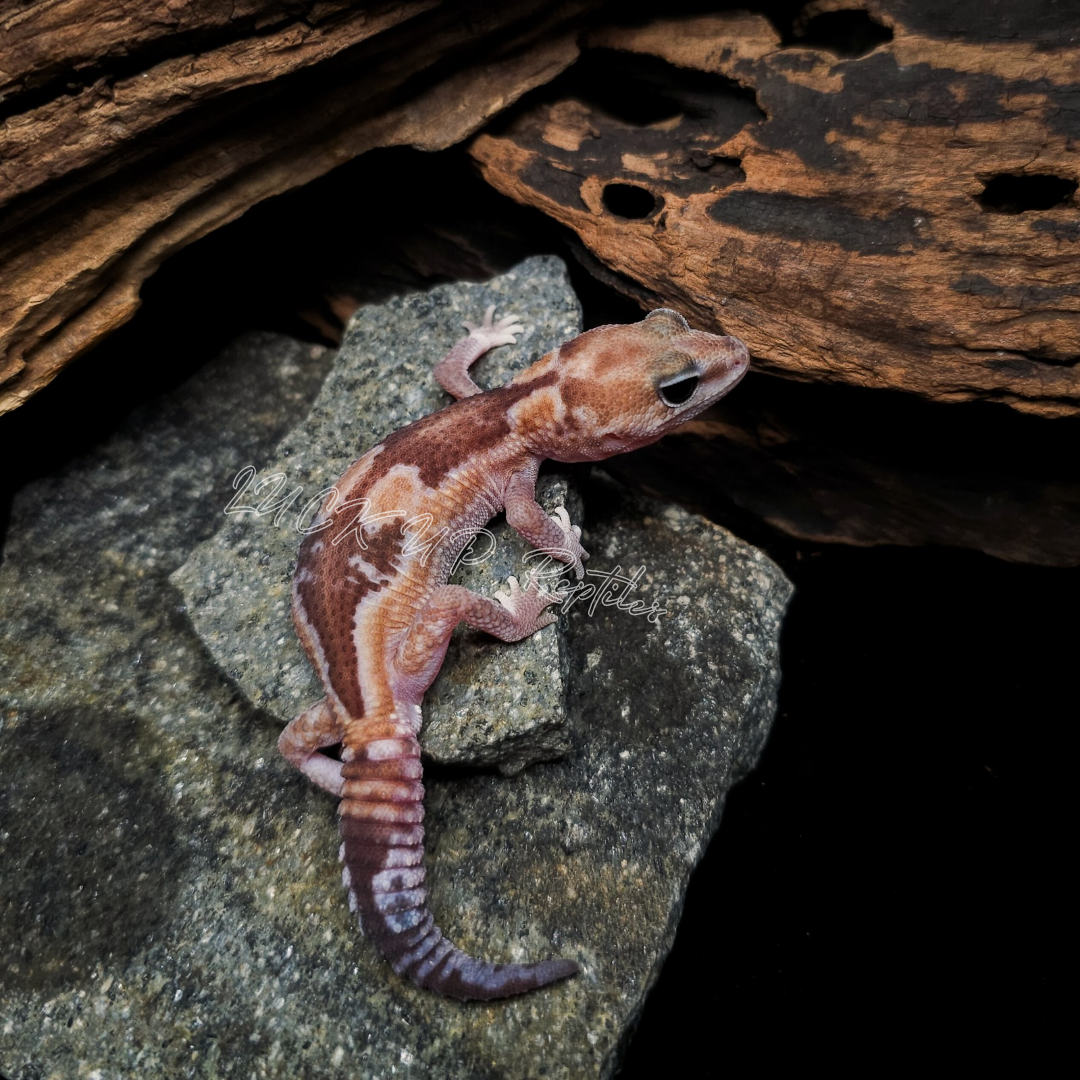 ニシアフリカトカゲモドキ¥ズールーhetゴーストオレオphキャラメル