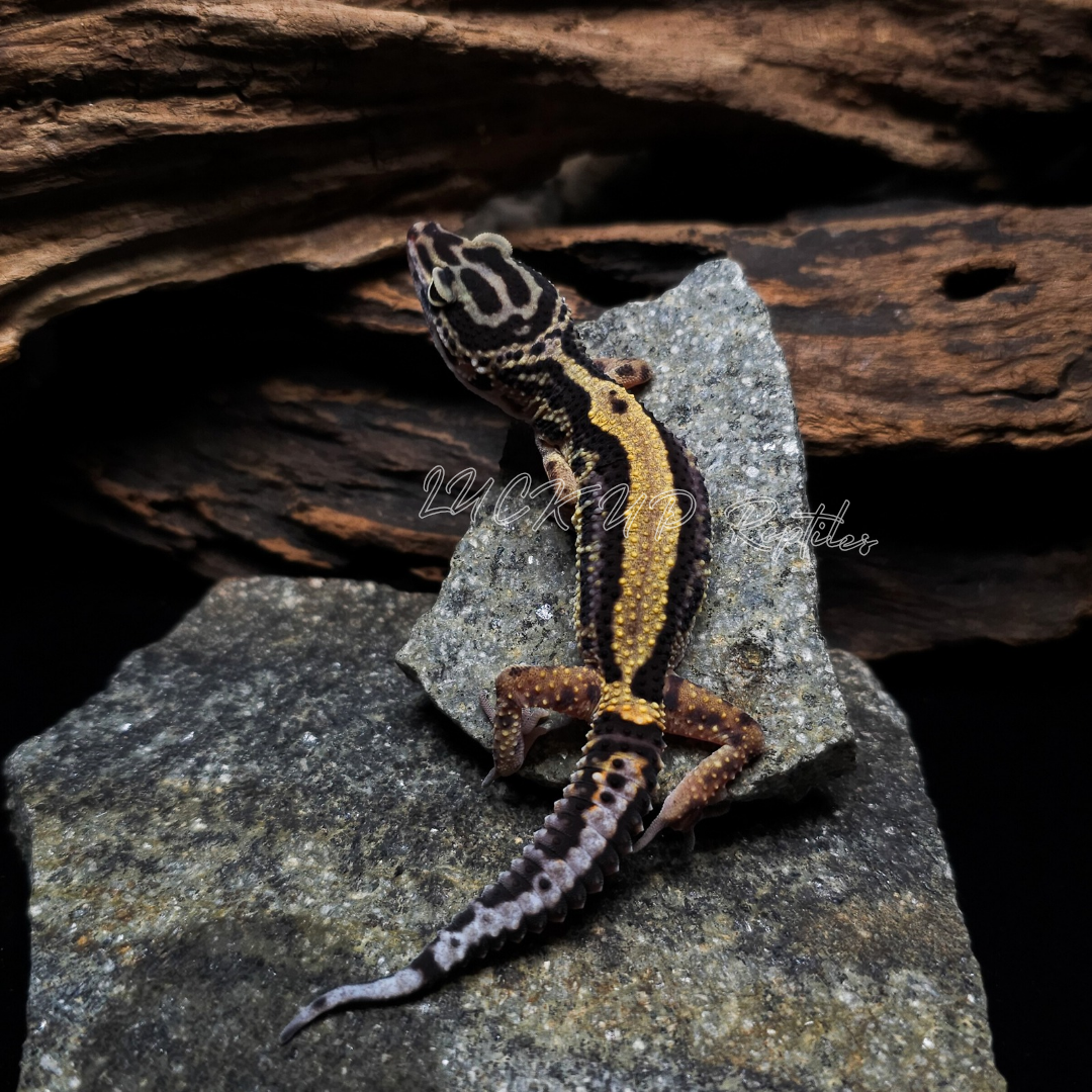 ヒョウモントカゲモドキ¥ボールドストライプ