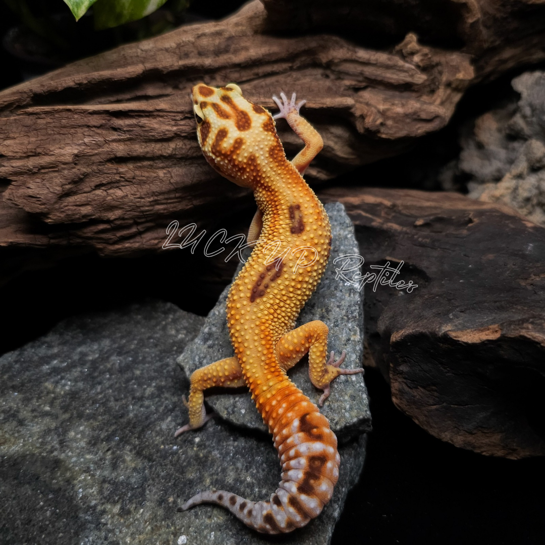 ヒョウモントカゲモドキ¥タンジェリントレンパー