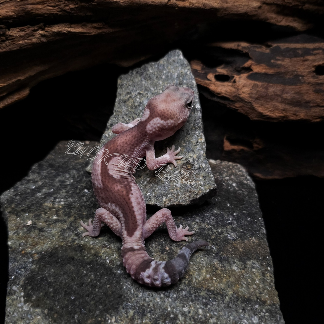 ニシアフリカトカゲモドキ¥オレオズールーhetキャラメル