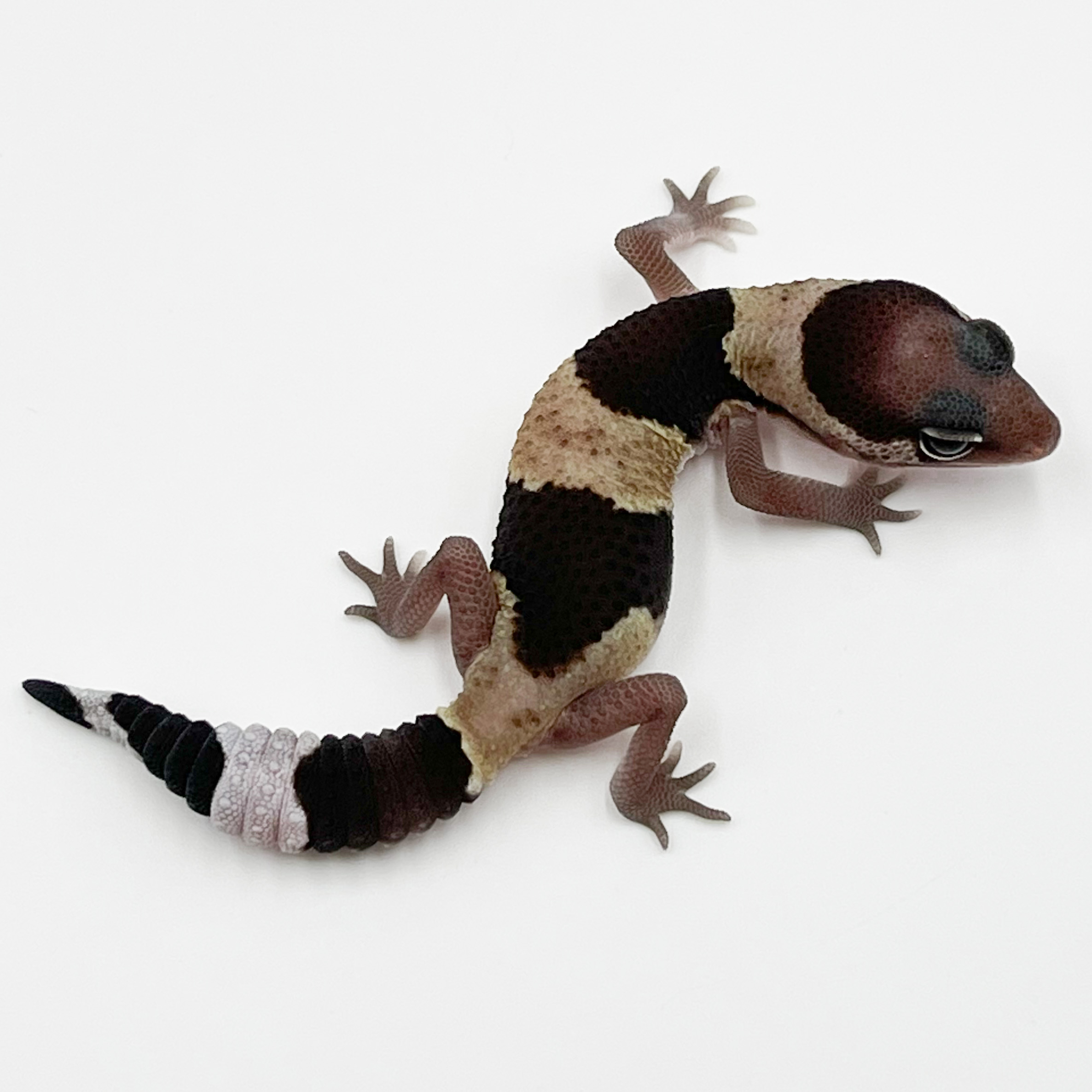 ニシアフリカトカゲモドキ¥ノーマルhetオレオphズールー