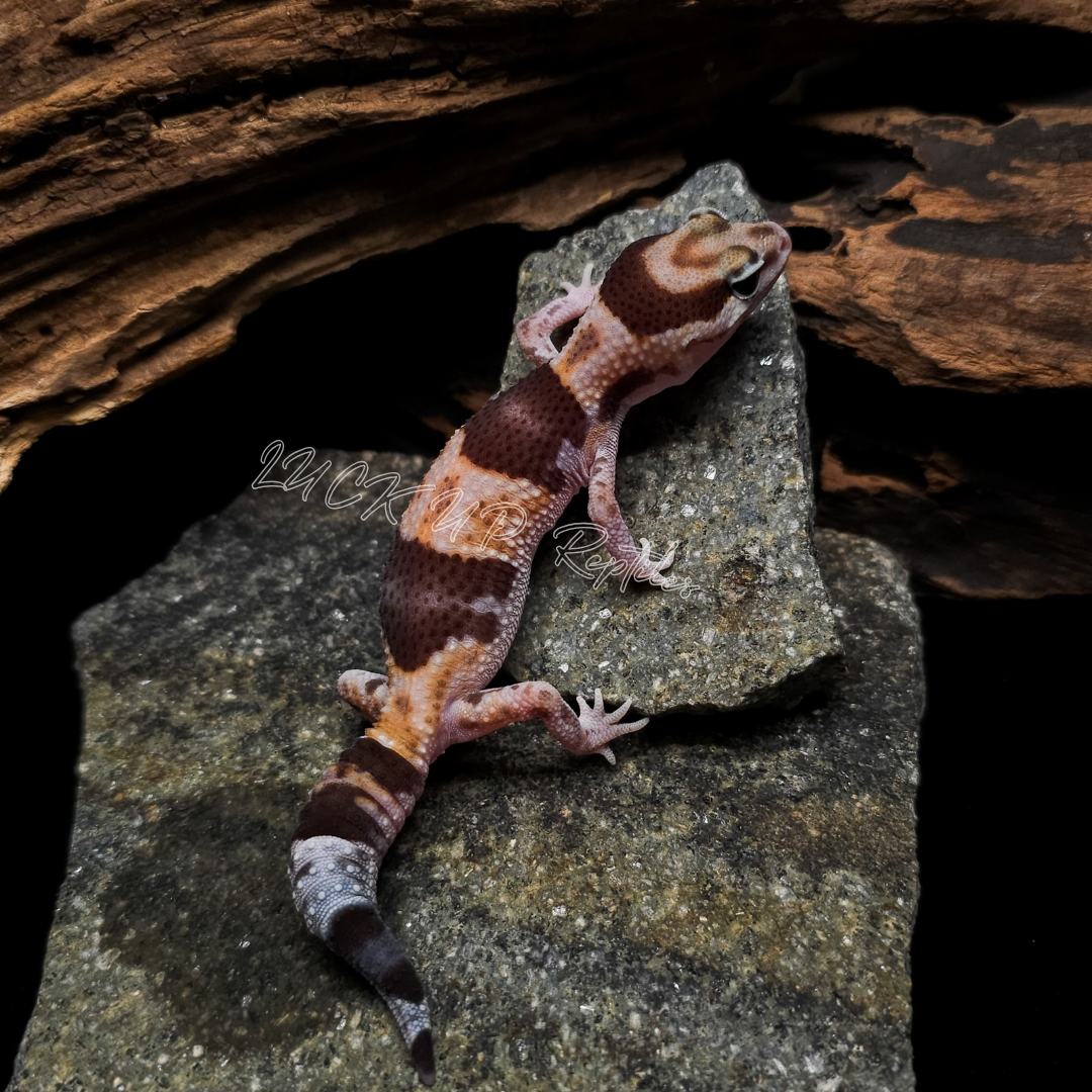 ニシアフリカトカゲモドキ¥ノーマルhetキャラメルズールー66％phオレオ