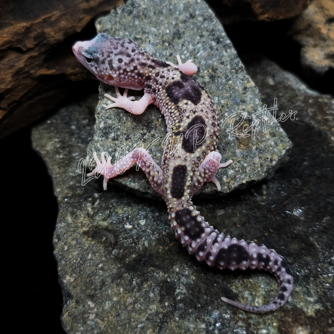 ヒョウモントカゲモドキ¥スノーエクリプスphトレンパー