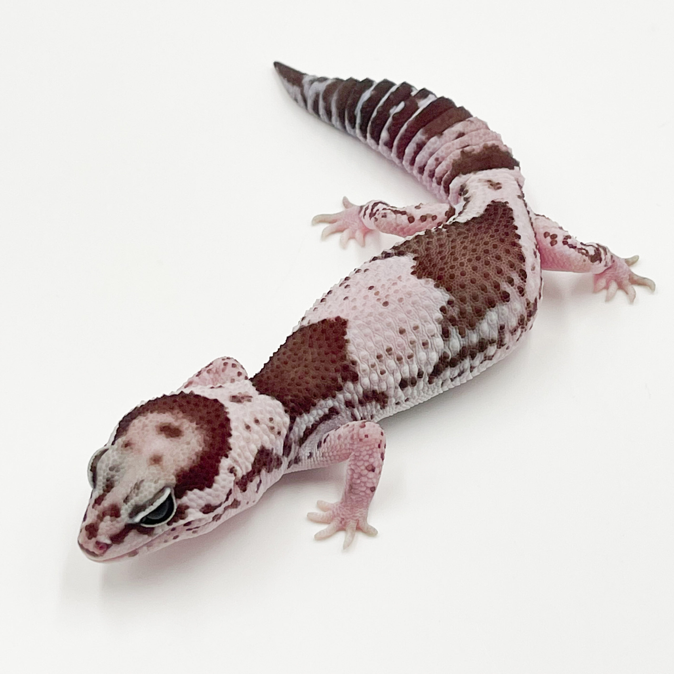 ニシアフリカトカゲモドキ¥オレオhetパターンレス