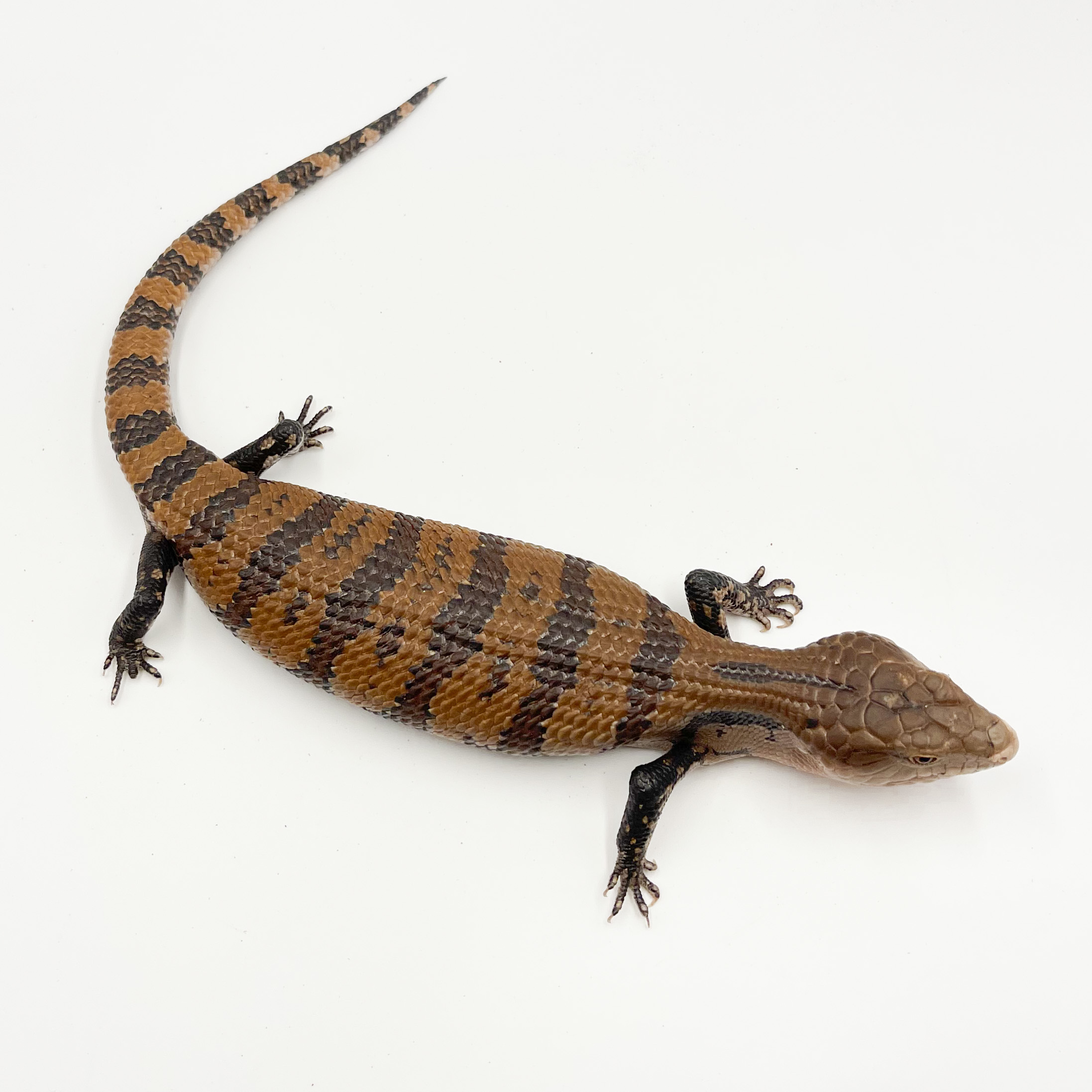 メラウケアオジタトカゲ