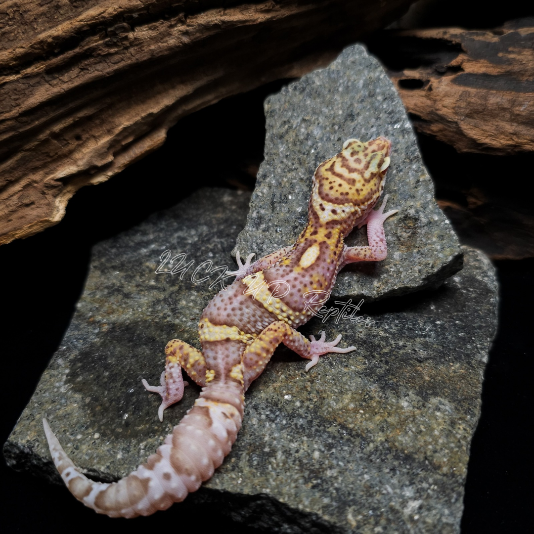 ヒョウモントカゲモドキ¥スノーレーダーphブリザード