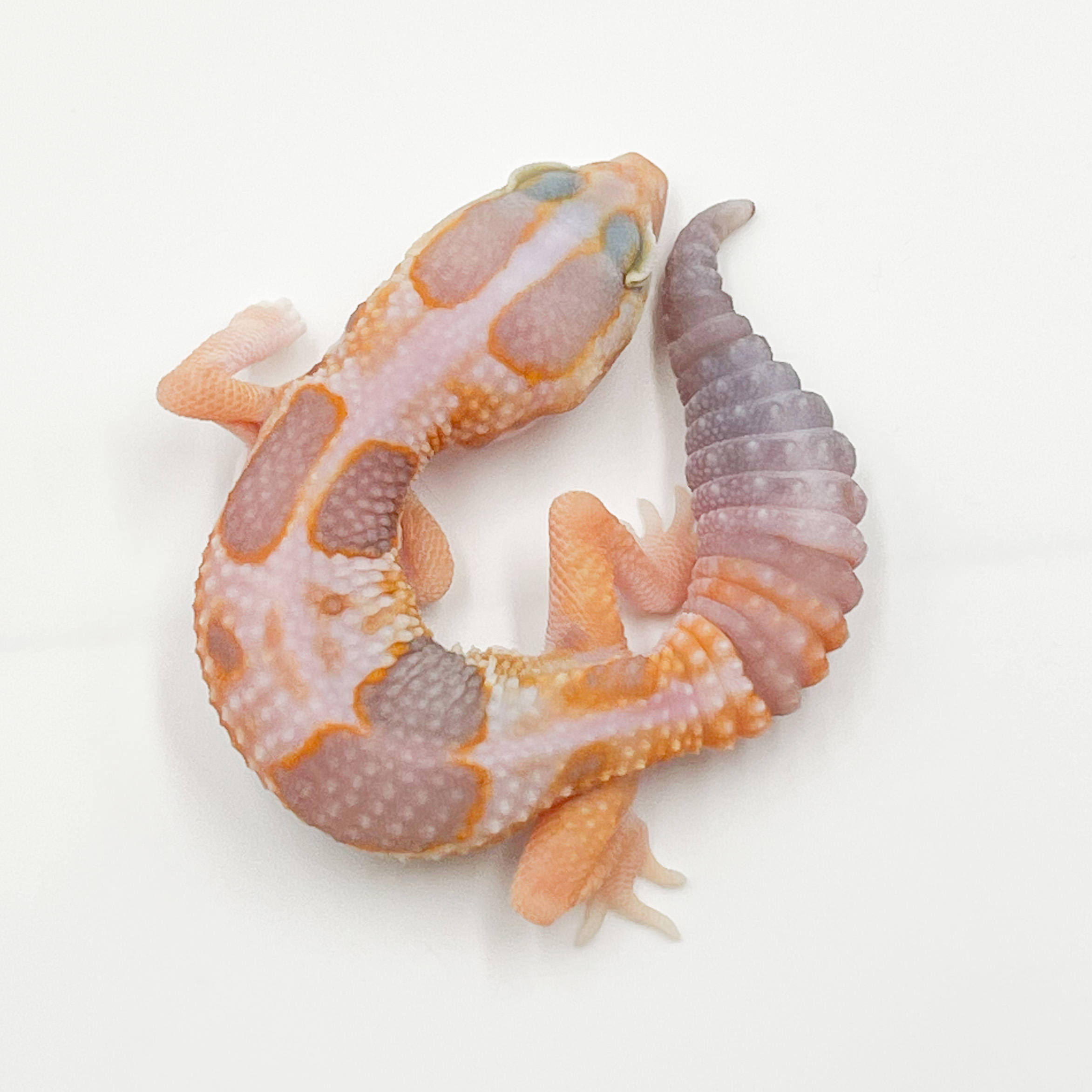 ニシアフリカトカゲモドキ¥ホワイトアウトアメルhetパターンレス