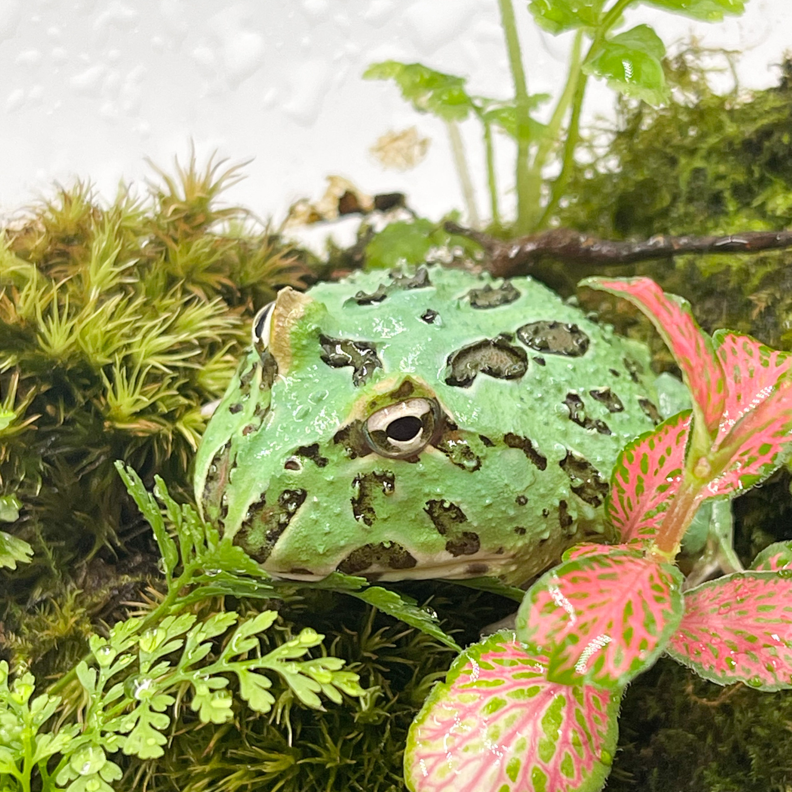 クランウェルツノガエル/ペパーミント