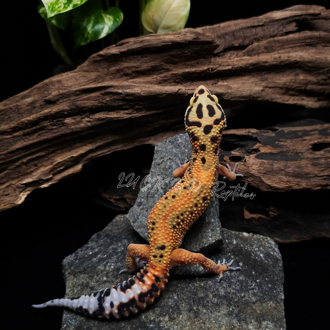 ヒョウモントカゲモドキ¥タンジェリンhetトレンパー