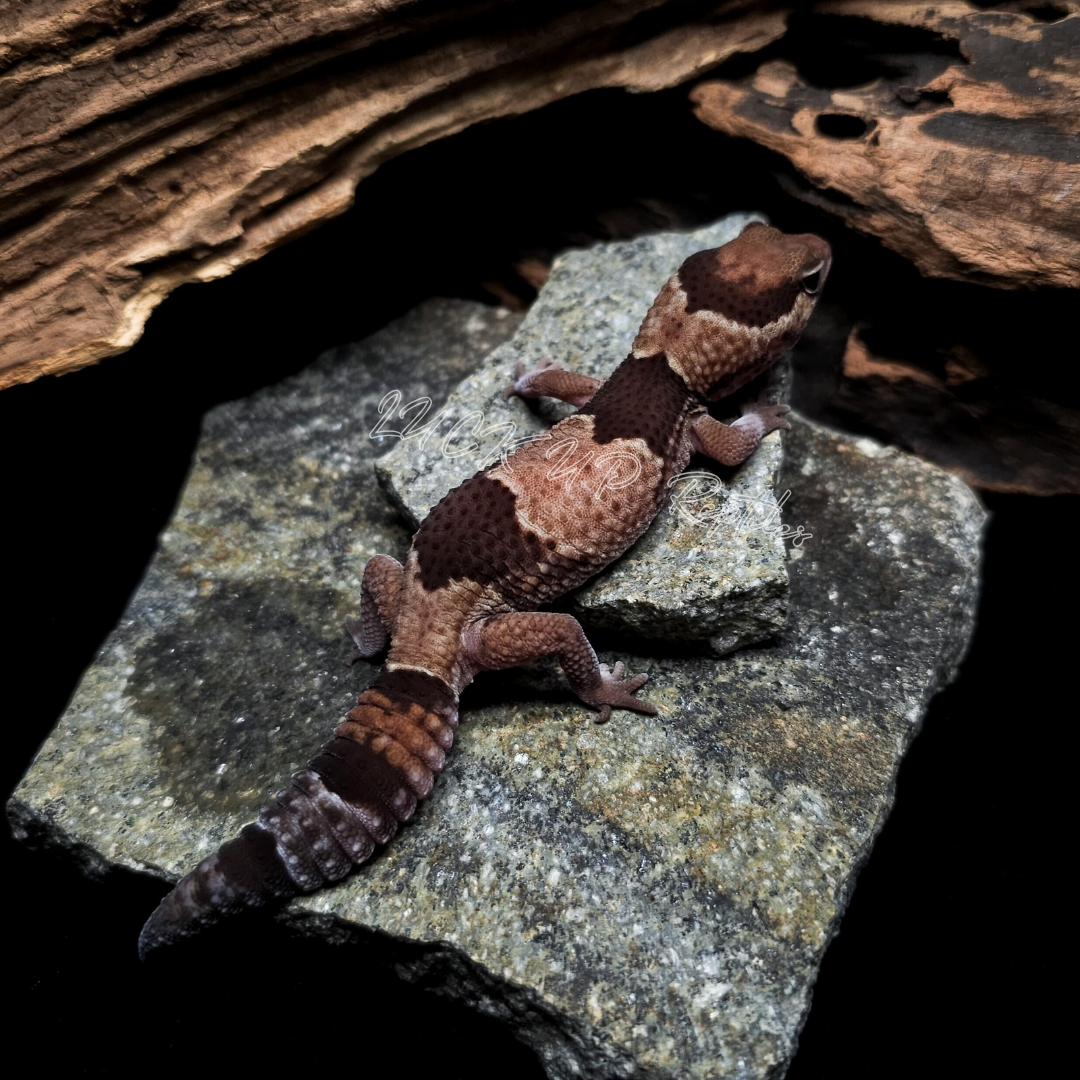 ニシアフリカトカゲモドキ¥ノーマルphパティ