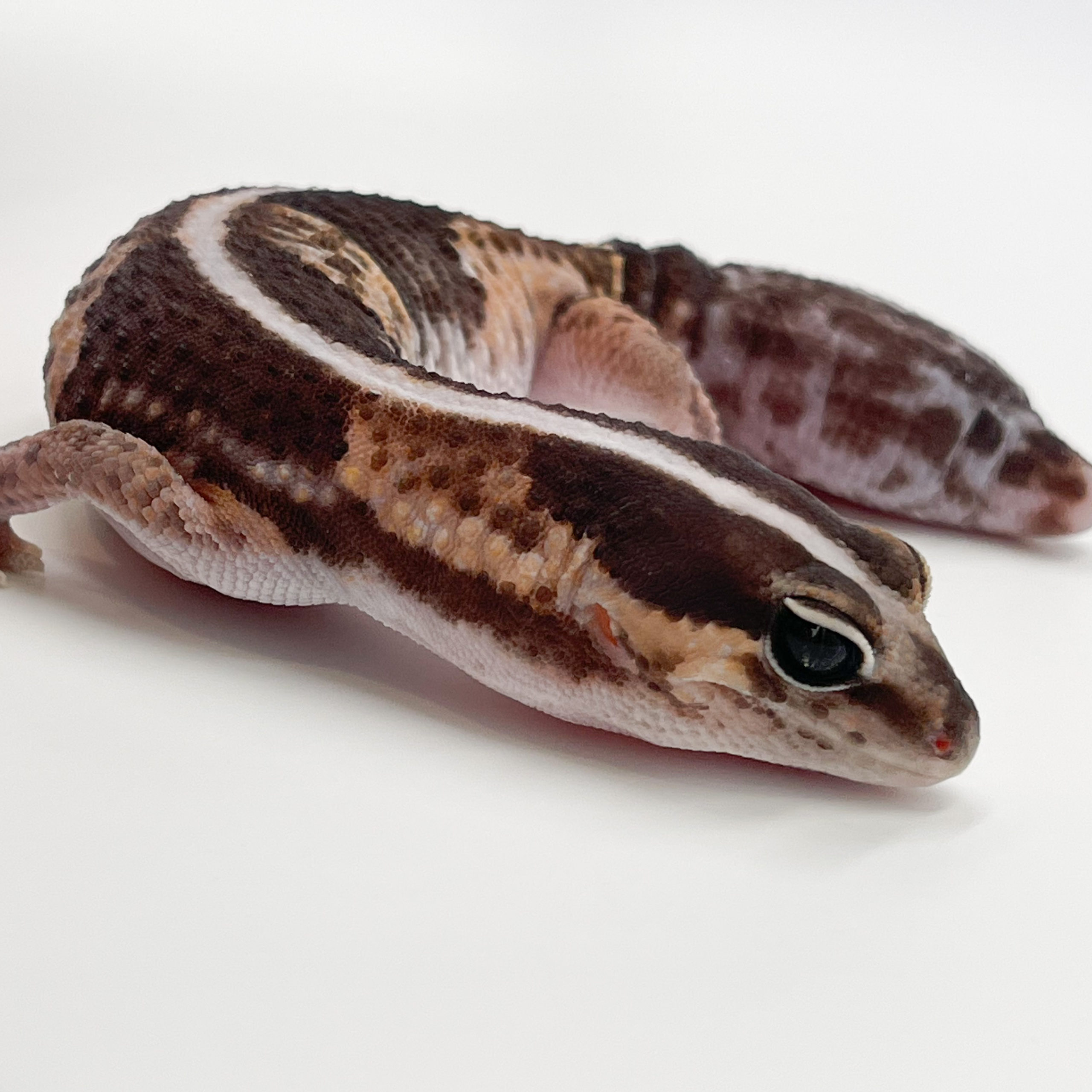 ニシアフリカトカゲモドキ¥ワイルド（再生尾）