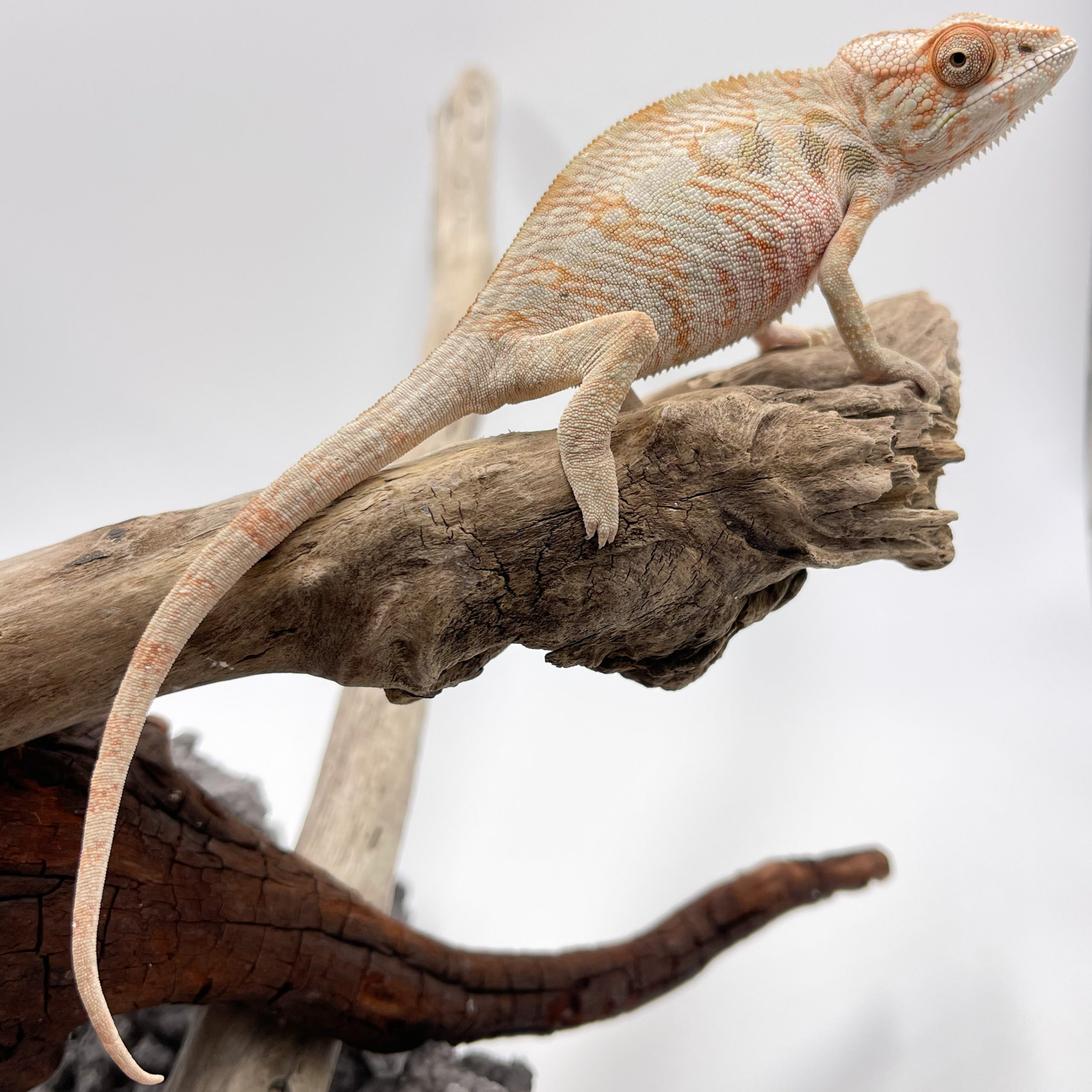 パンサーカメレオン¥アンビローブ