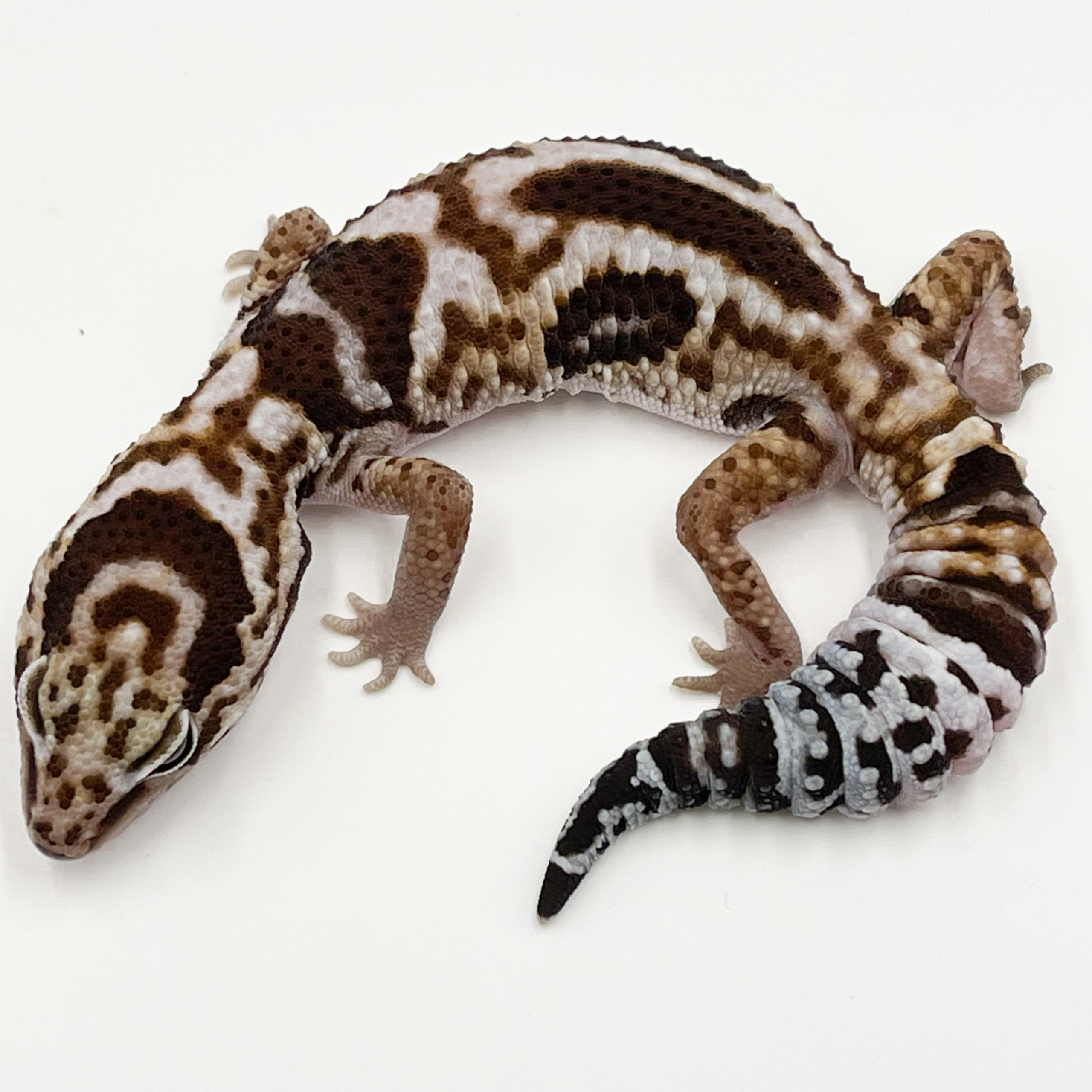 ニシアフリカトカゲモドキ¥▪️ホワイトアウトhetオレオ