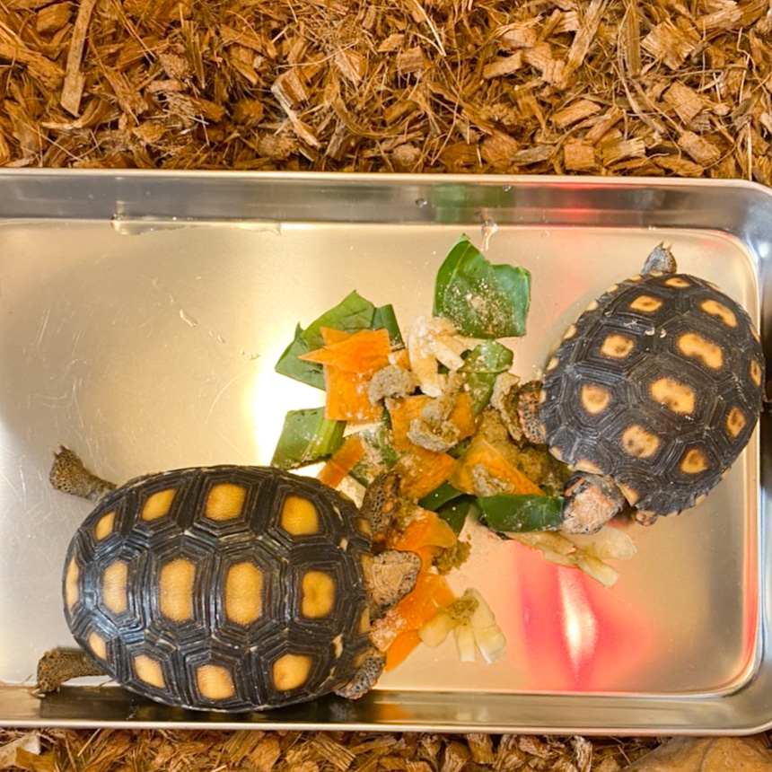 チェリーヘッドアカアシガメ