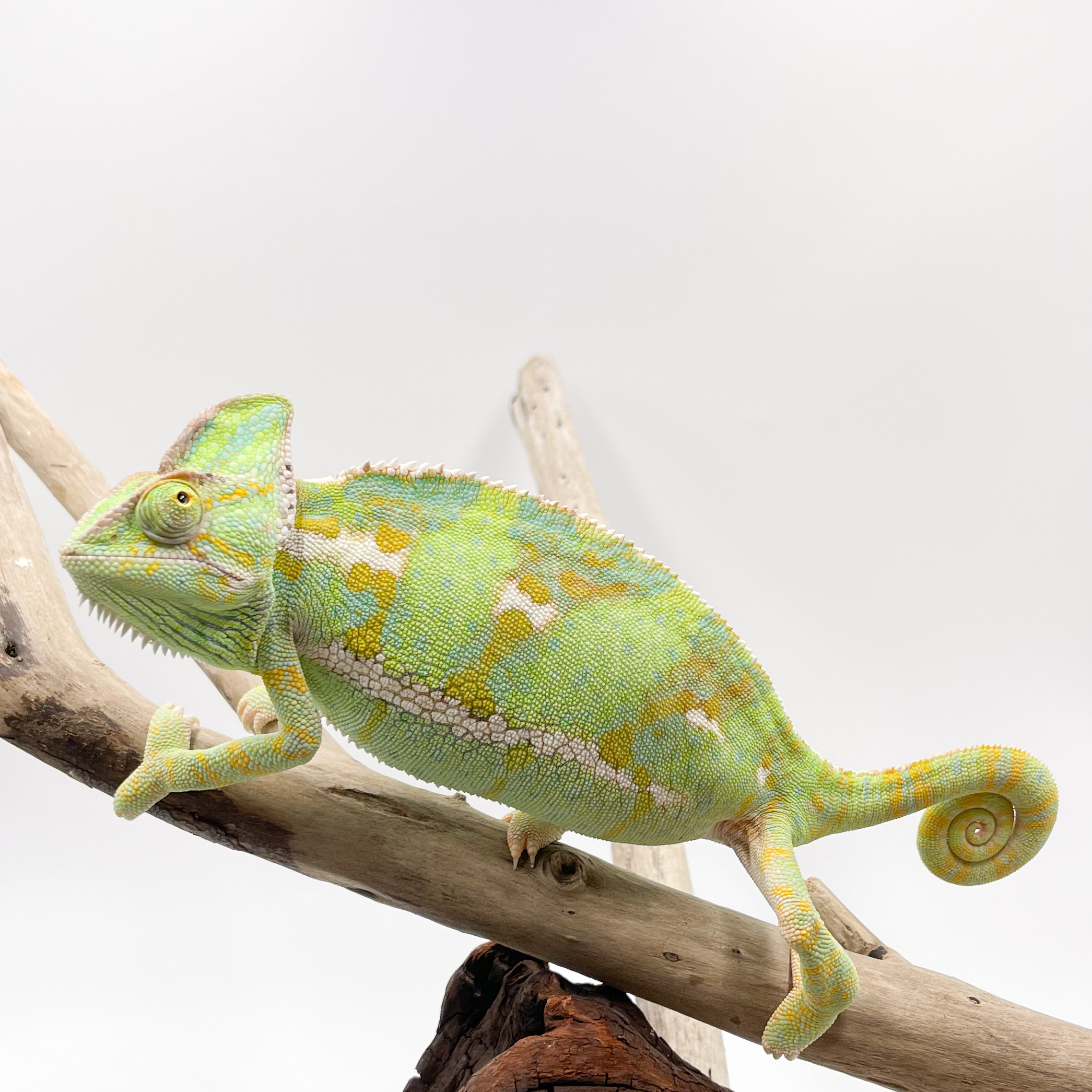 エボシカメレオン