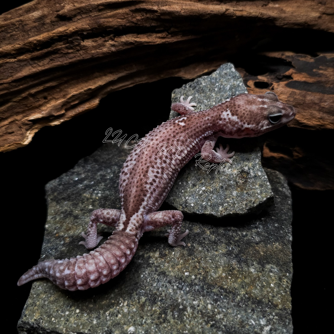 ニシアフリカトカゲモドキ¥オレオパターンレスhetゴースト