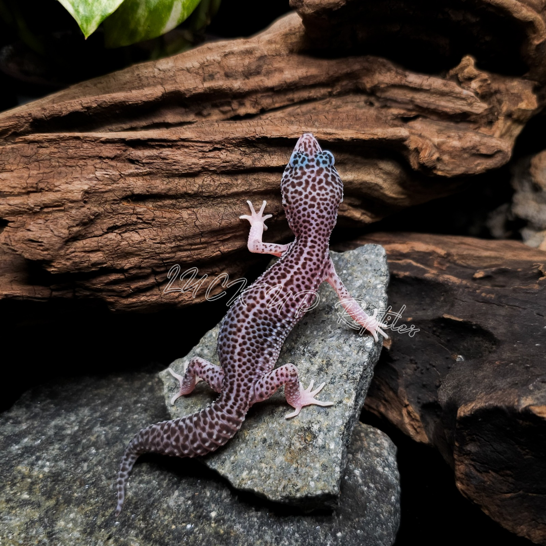 ヒョウモントカゲモドキ¥スーパーマックスノー