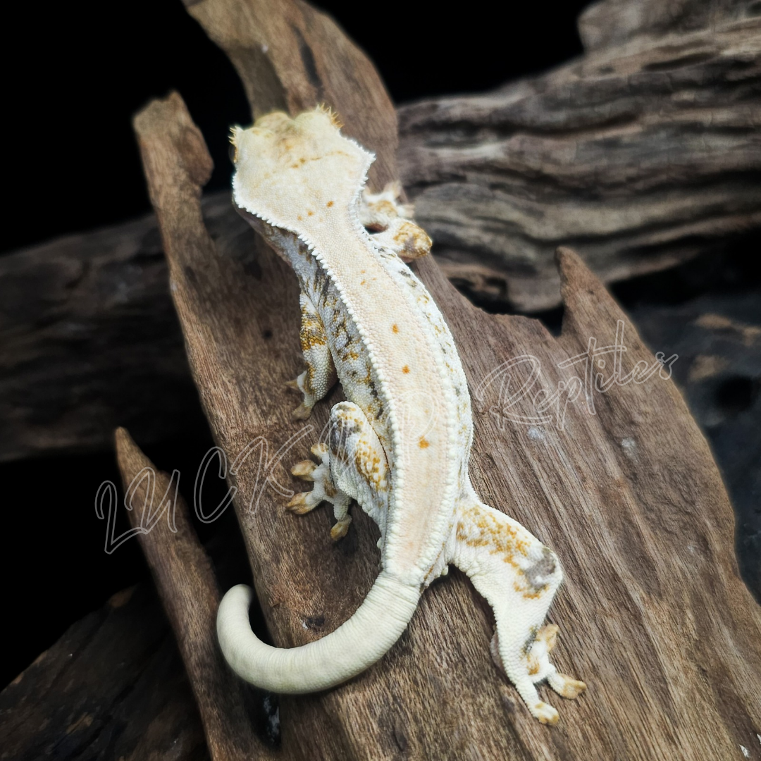 クレステッドゲッコー¥リリーホワイト